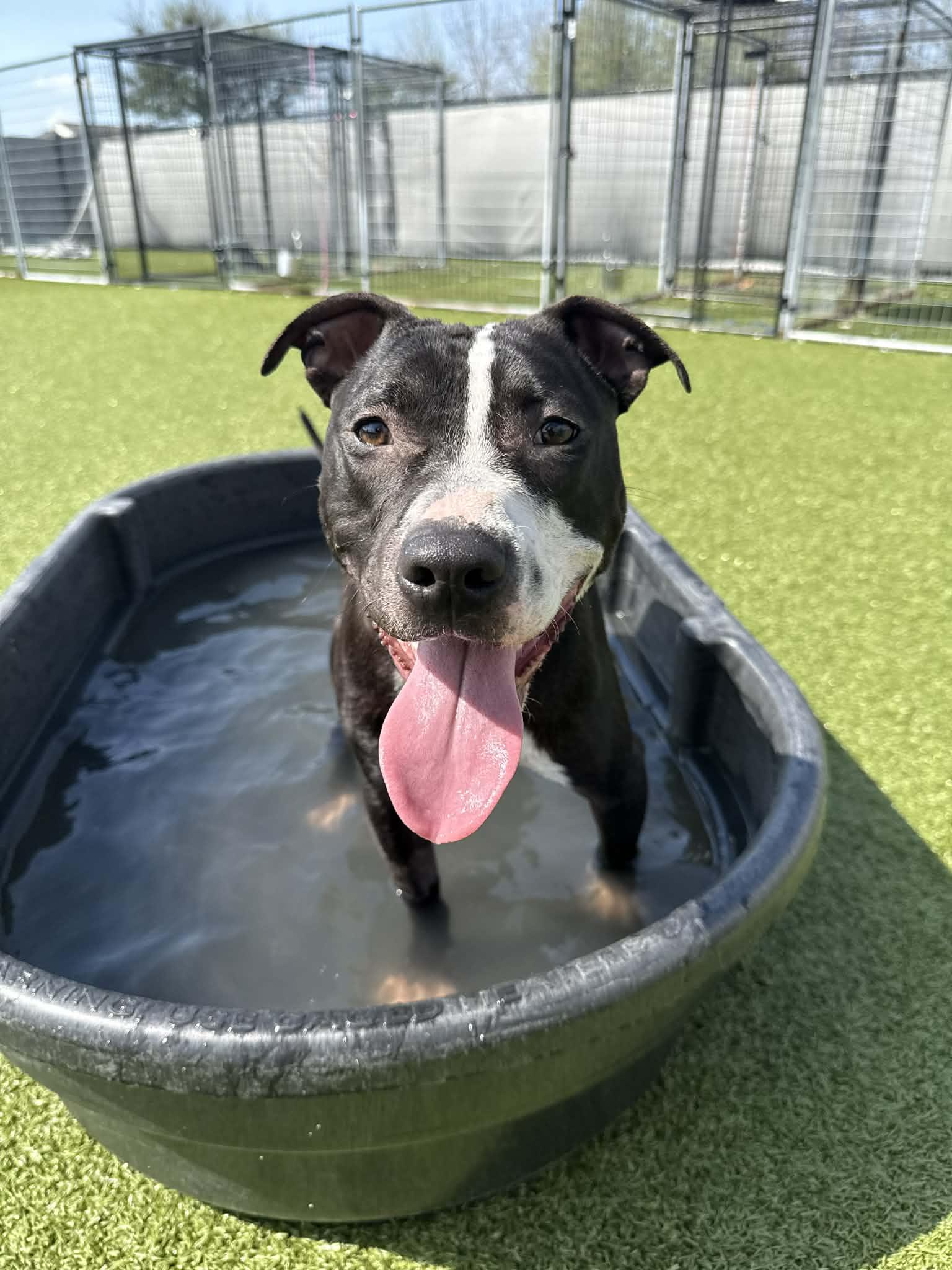 Enlarge Wilkins , a ADOPTABLE mixed breed in Columbus, OH image 1/6