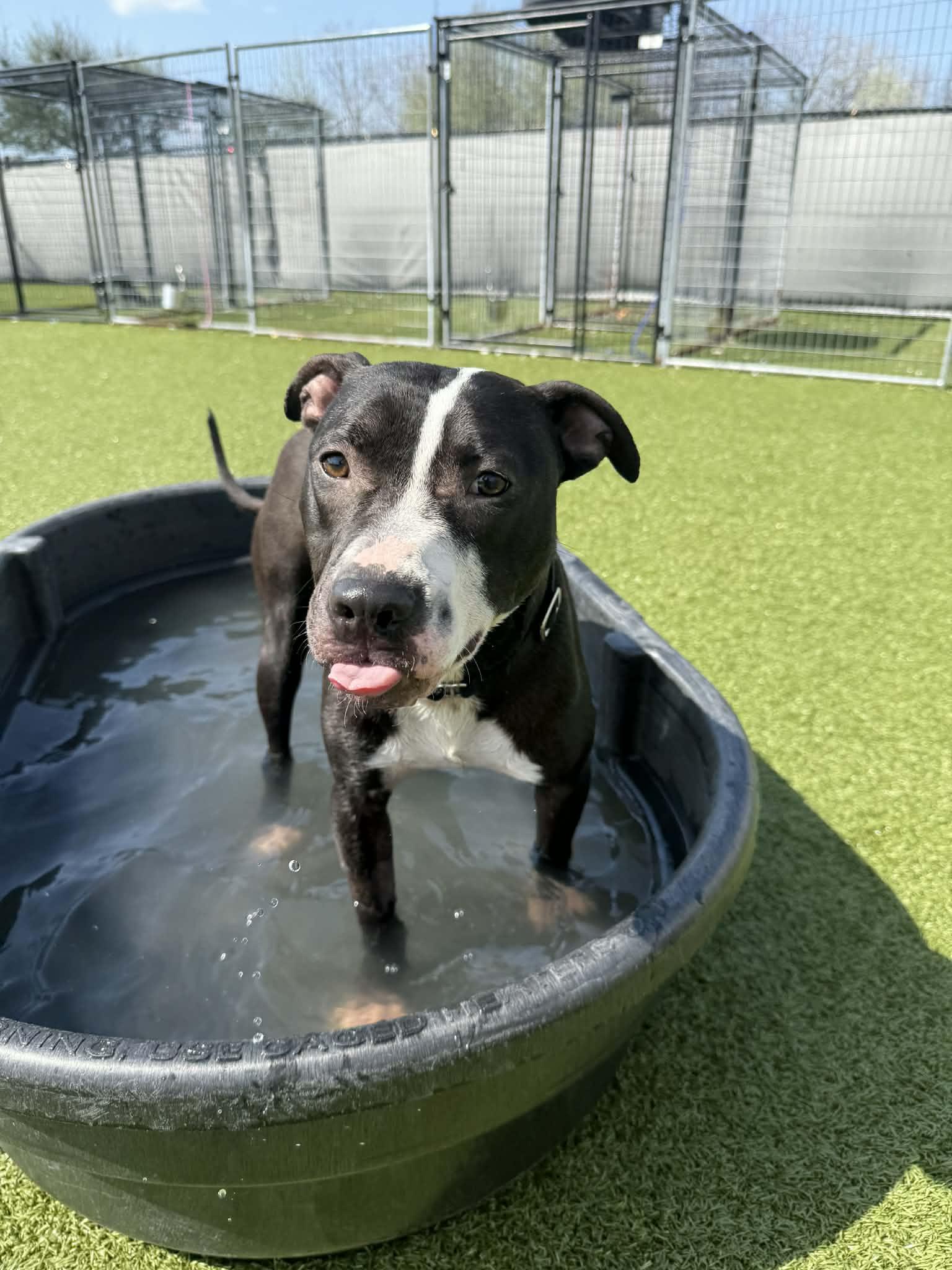 Enlarge Wilkins , a ADOPTABLE mixed breed in Columbus, OH image 5/6