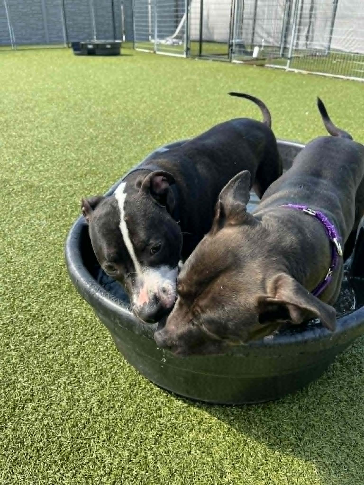 Enlarge Wilkins , a ADOPTABLE mixed breed in Columbus, OH image 3/6