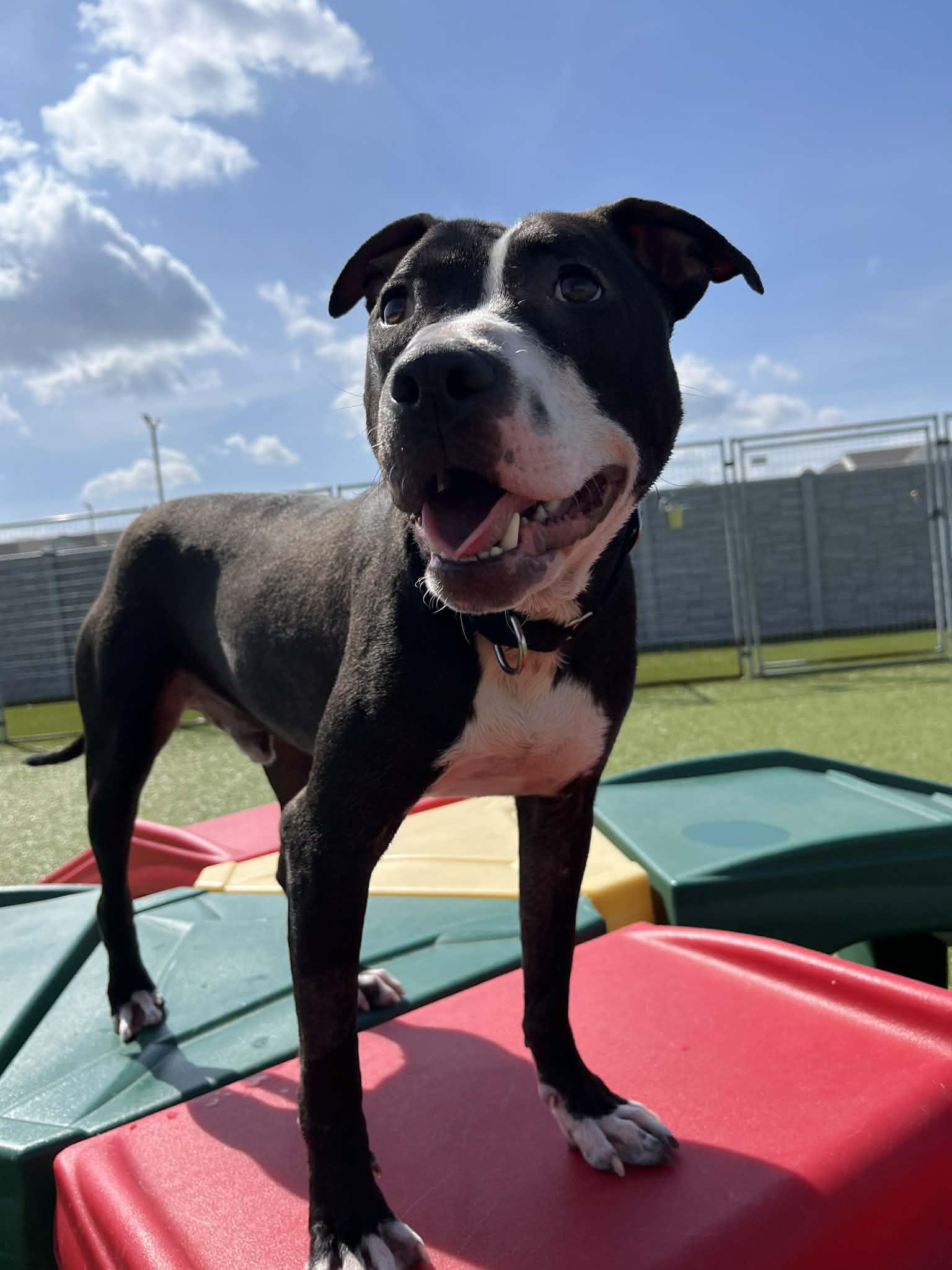 Enlarge Wilkins , a ADOPTABLE mixed breed in Columbus, OH image 6/6