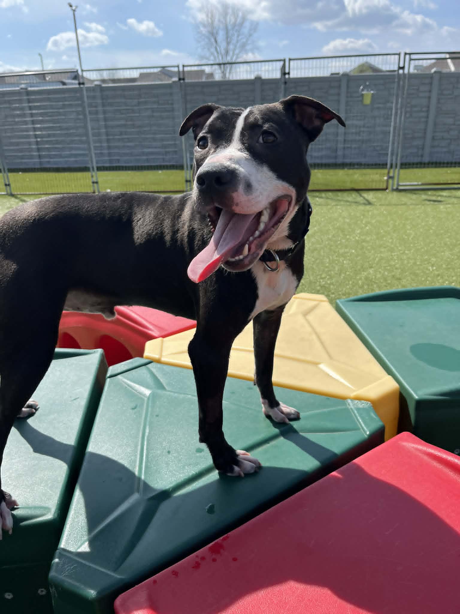 Enlarge Wilkins , a ADOPTABLE mixed breed in Columbus, OH image 4/6