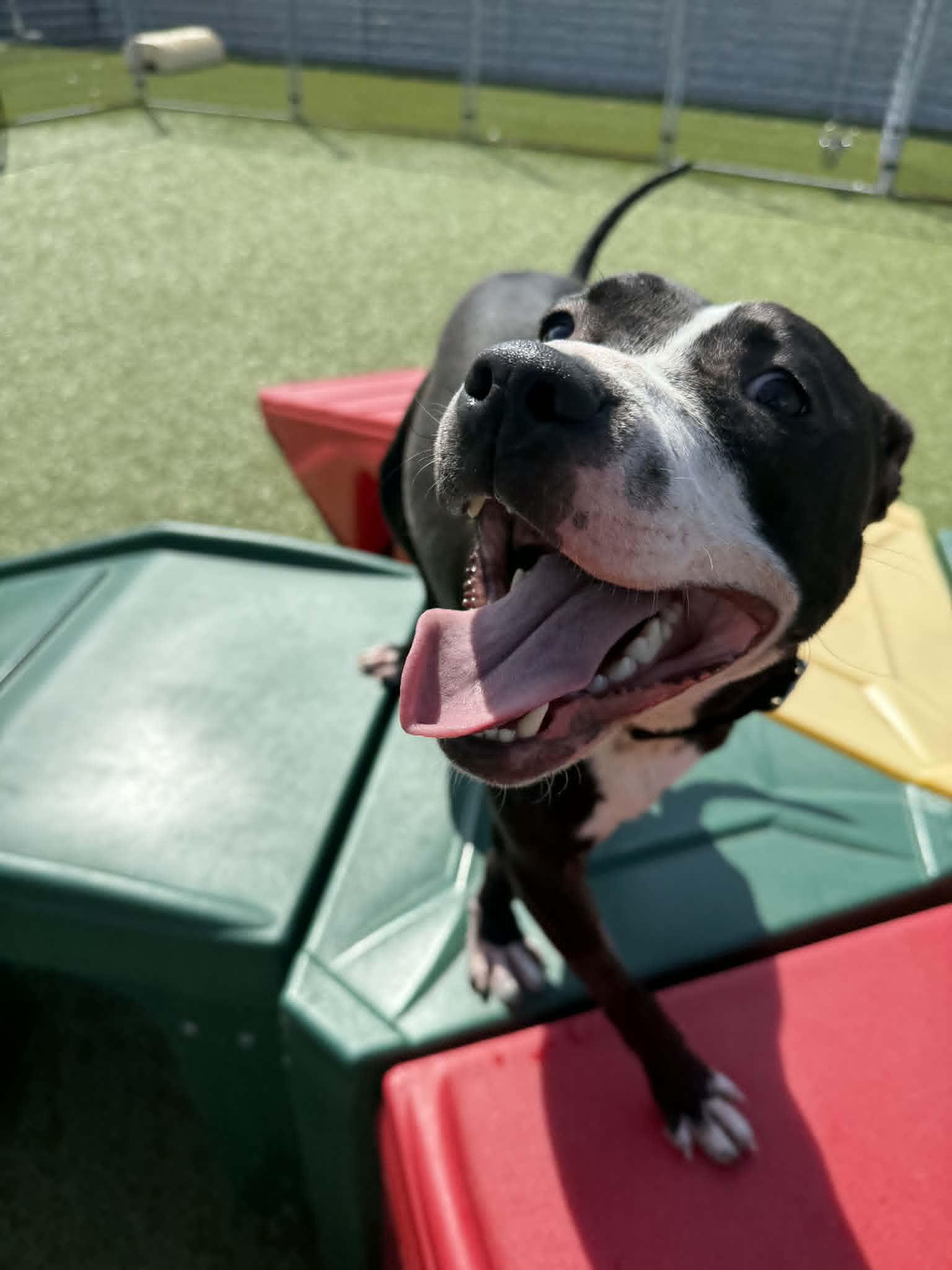 Enlarge Wilkins , a ADOPTABLE mixed breed in Columbus, OH image 2/6