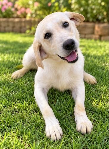 Enlarge Huxley 5, a Adopted Yellow Labrador Retriever in Killingworth, CT image 1/3
