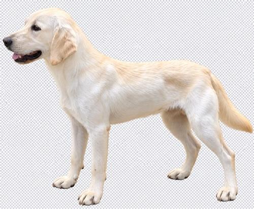 Enlarge Huxley 5, a Adopted Yellow Labrador Retriever in Killingworth, CT image 3/3