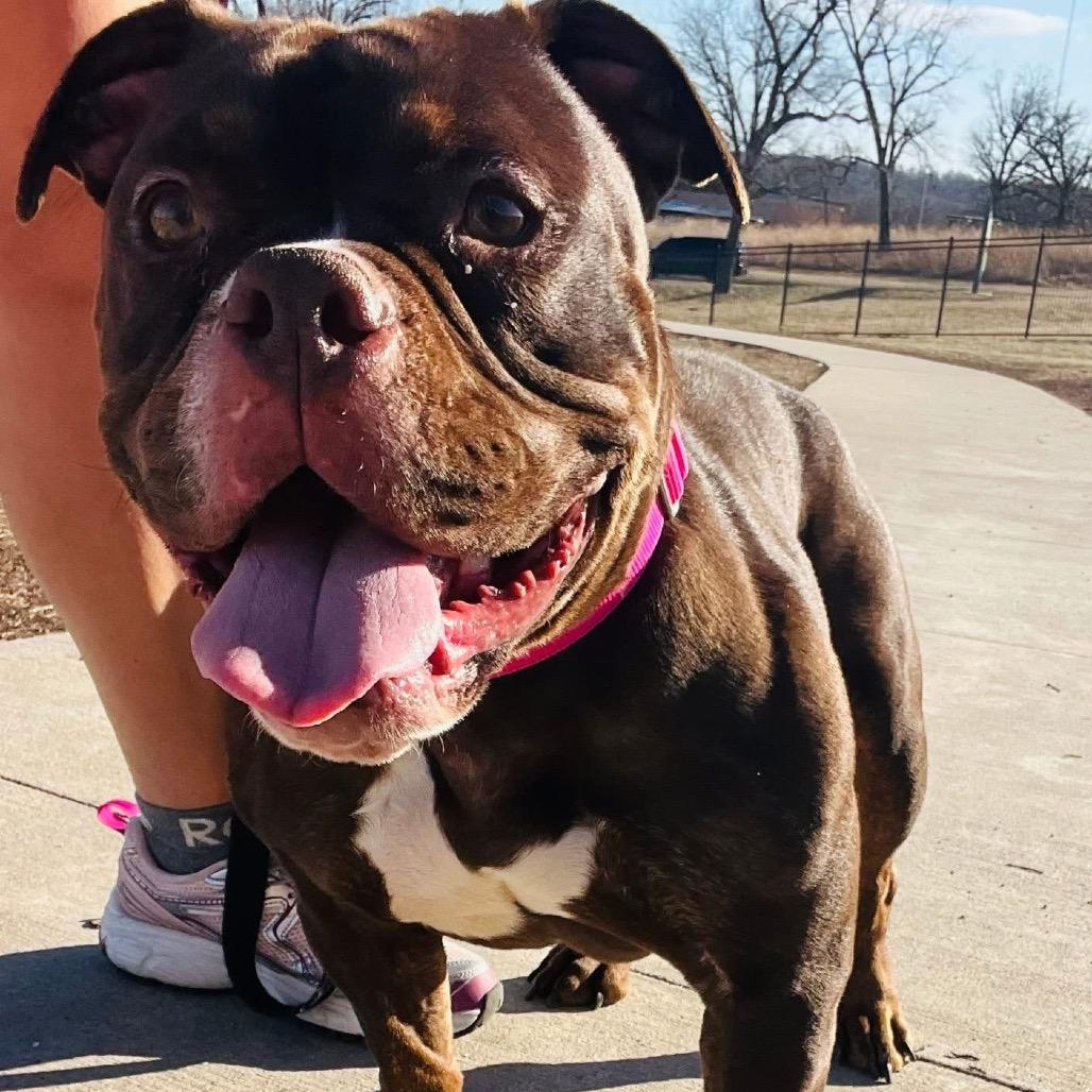 Roxie Rumble, Adoptable, Adult Female Pit Bull Terrier & Pit Bull Terrier.