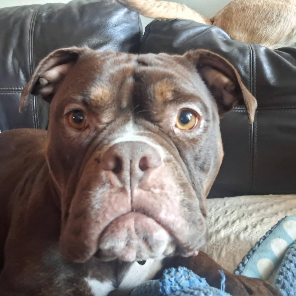 Enlarge Roxie Rumble, a Adoptable mixed breed in Peculiar, MO image 2/6