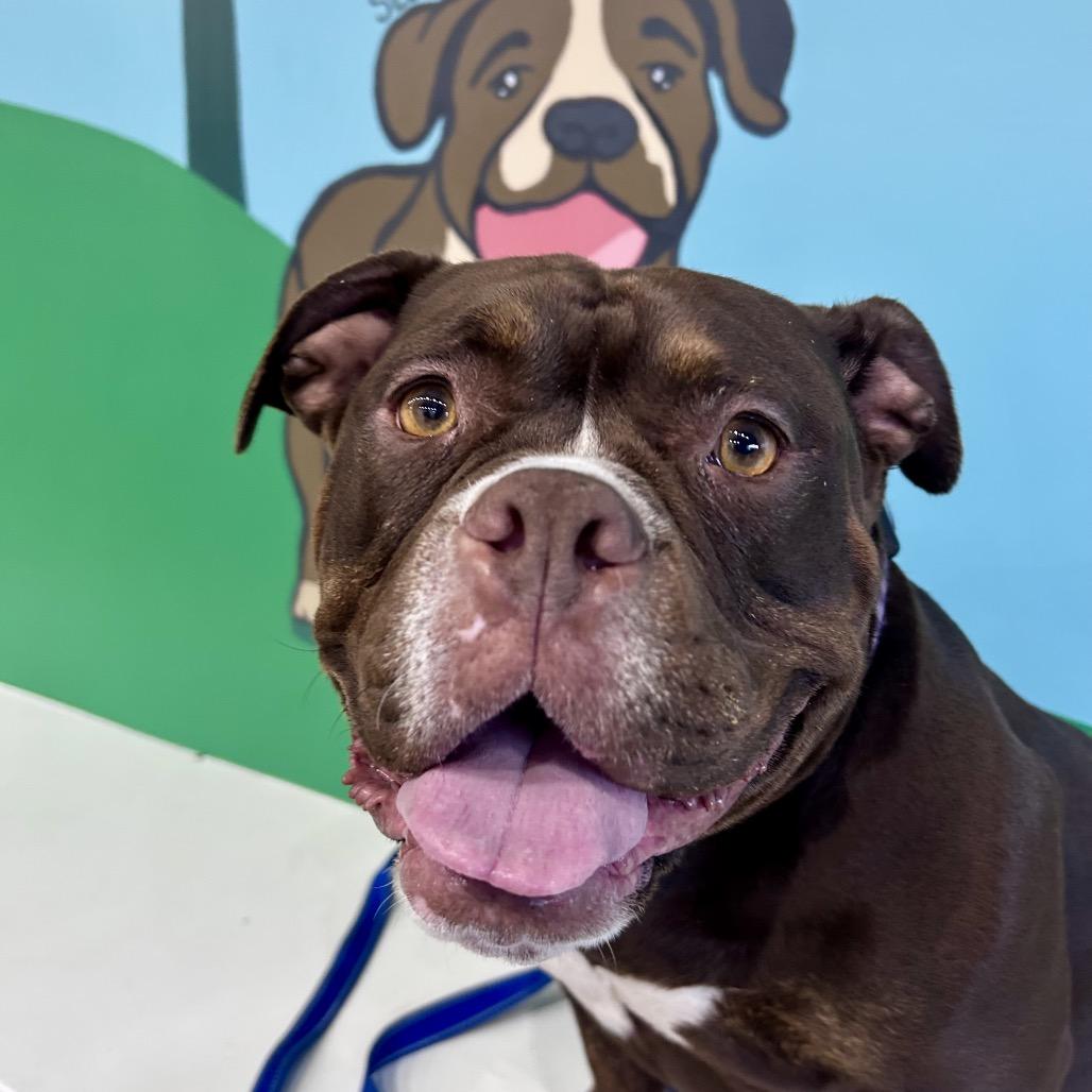 Enlarge Roxie Rumble, a Adoptable mixed breed in Peculiar, MO image 1/6