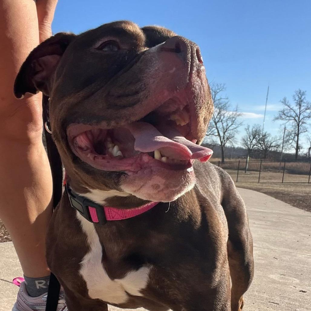 Roxie, Adoptable, Adult Female English Bulldog & Pit Bull Terrier.