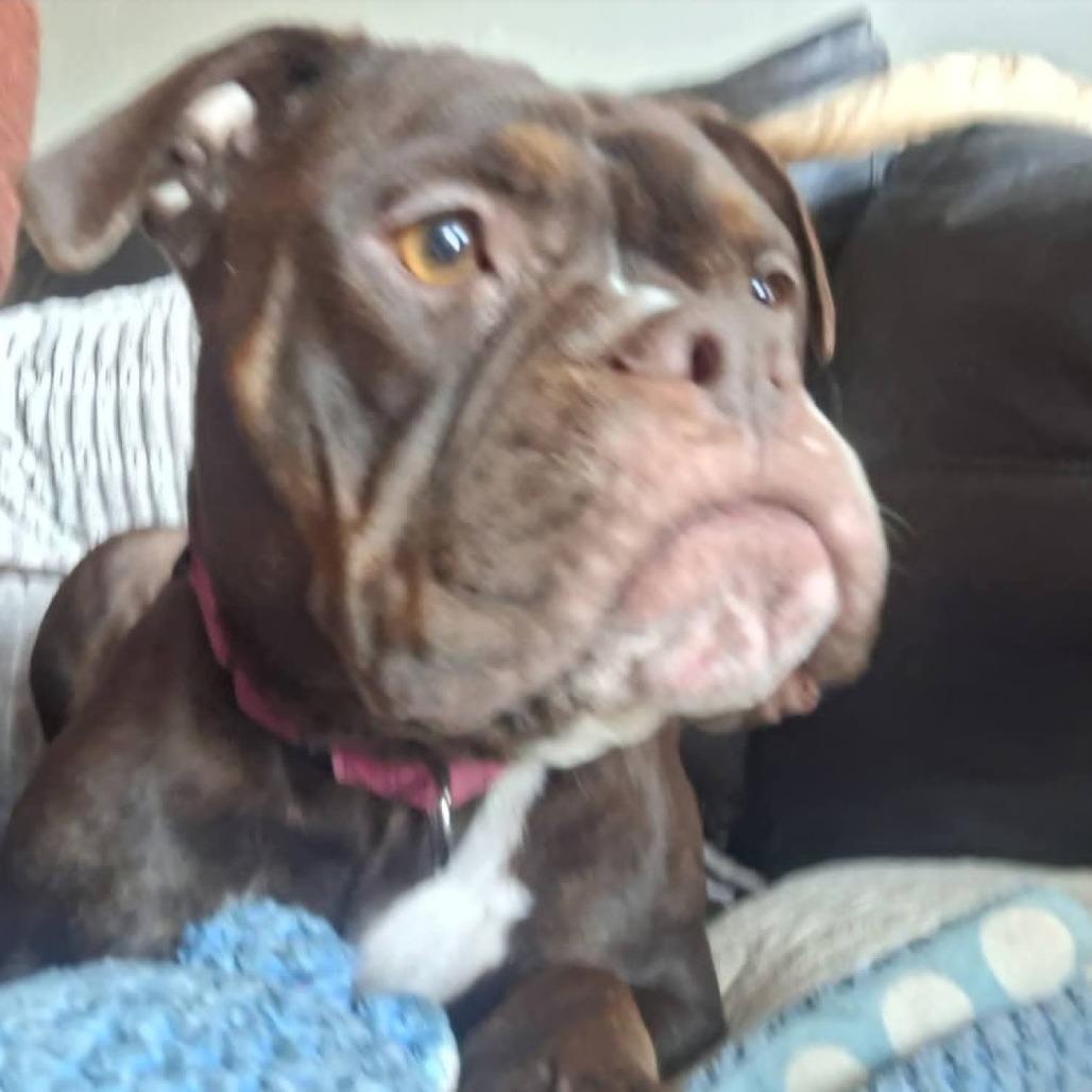 Enlarge Roxie Rumble, a Adoptable mixed breed in Peculiar, MO image 4/6