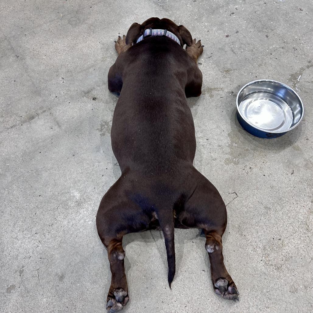 Roxie, a Adoptable mixed breed in Peculiar, MO image 2/6