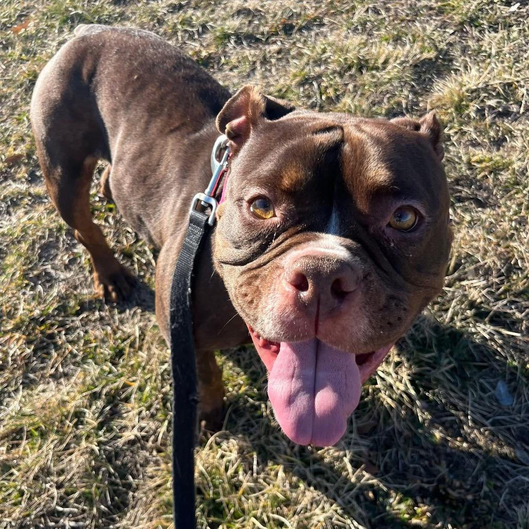 Enlarge Roxie Rumble, a Adoptable mixed breed in Peculiar, MO image 5/6