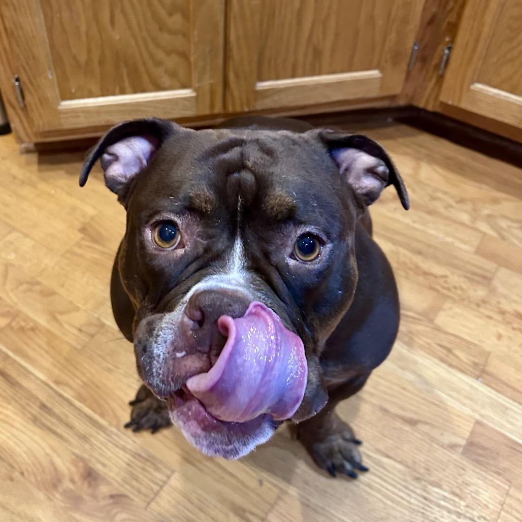 Roxie, a Adoptable mixed breed in Peculiar, MO image 5/6