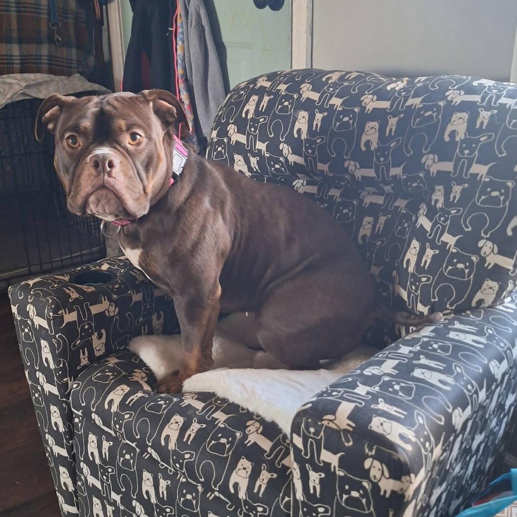 Enlarge Roxie Rumble, a Adoptable mixed breed in Peculiar, MO image 6/6