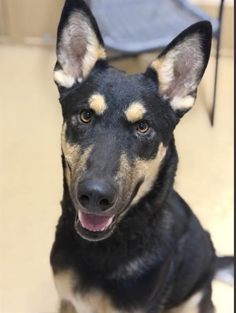TOBY, Adoptable, Young Male German Shepherd Dog & Mixed Breed.