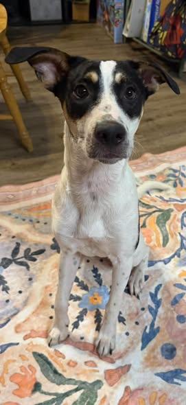 Enlarge Denali, a Adoptable mixed breed in Wichita Falls, TX image 2/4