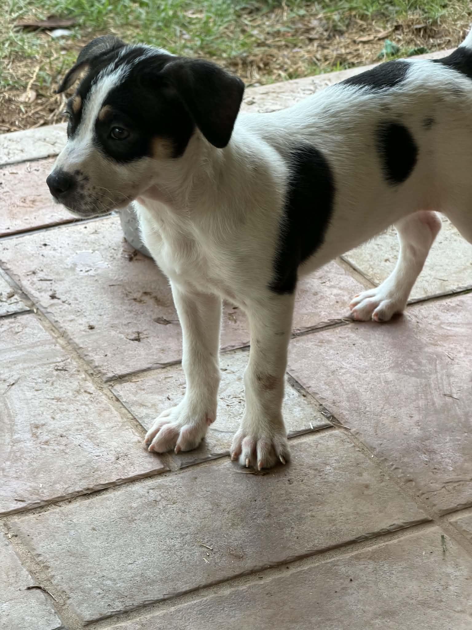 Enlarge Denali, a ADOPTABLE mixed breed in Wichita Falls, TX image 1/2