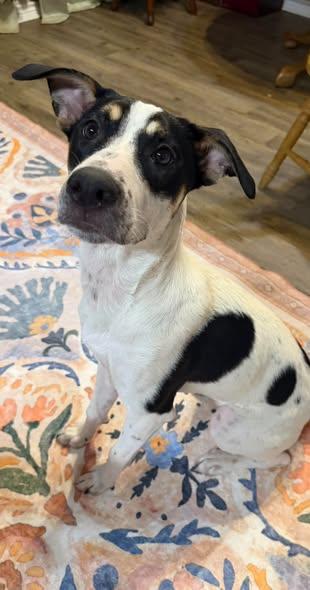 Enlarge Denali, a Adoptable mixed breed in Wichita Falls, TX image 3/4