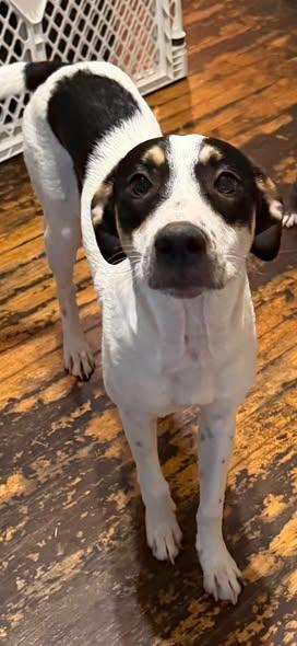 Enlarge Denali, a Adoptable mixed breed in Wichita Falls, TX image 4/4