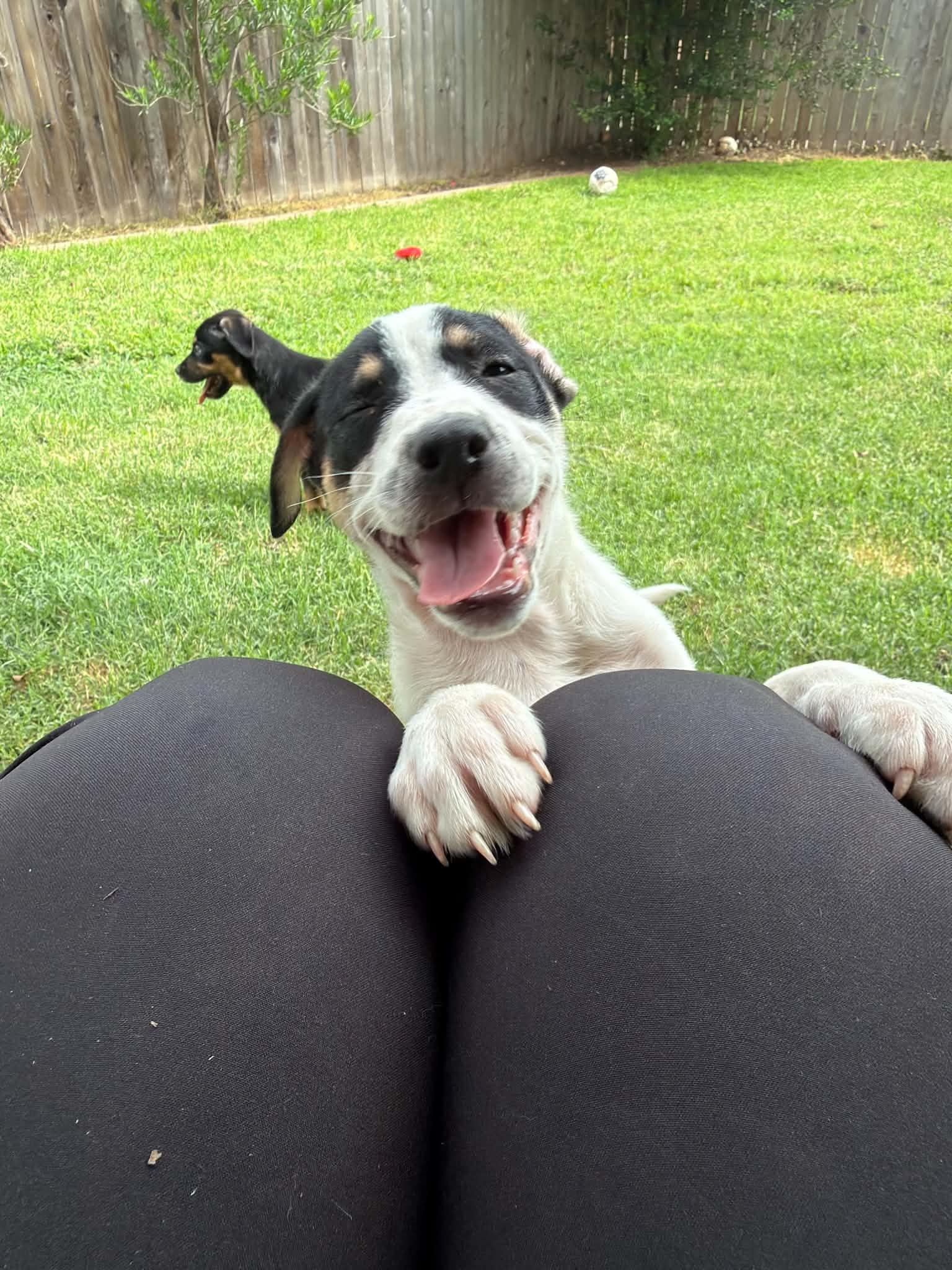 Enlarge Denali, a ADOPTABLE mixed breed in Wichita Falls, TX image 2/2