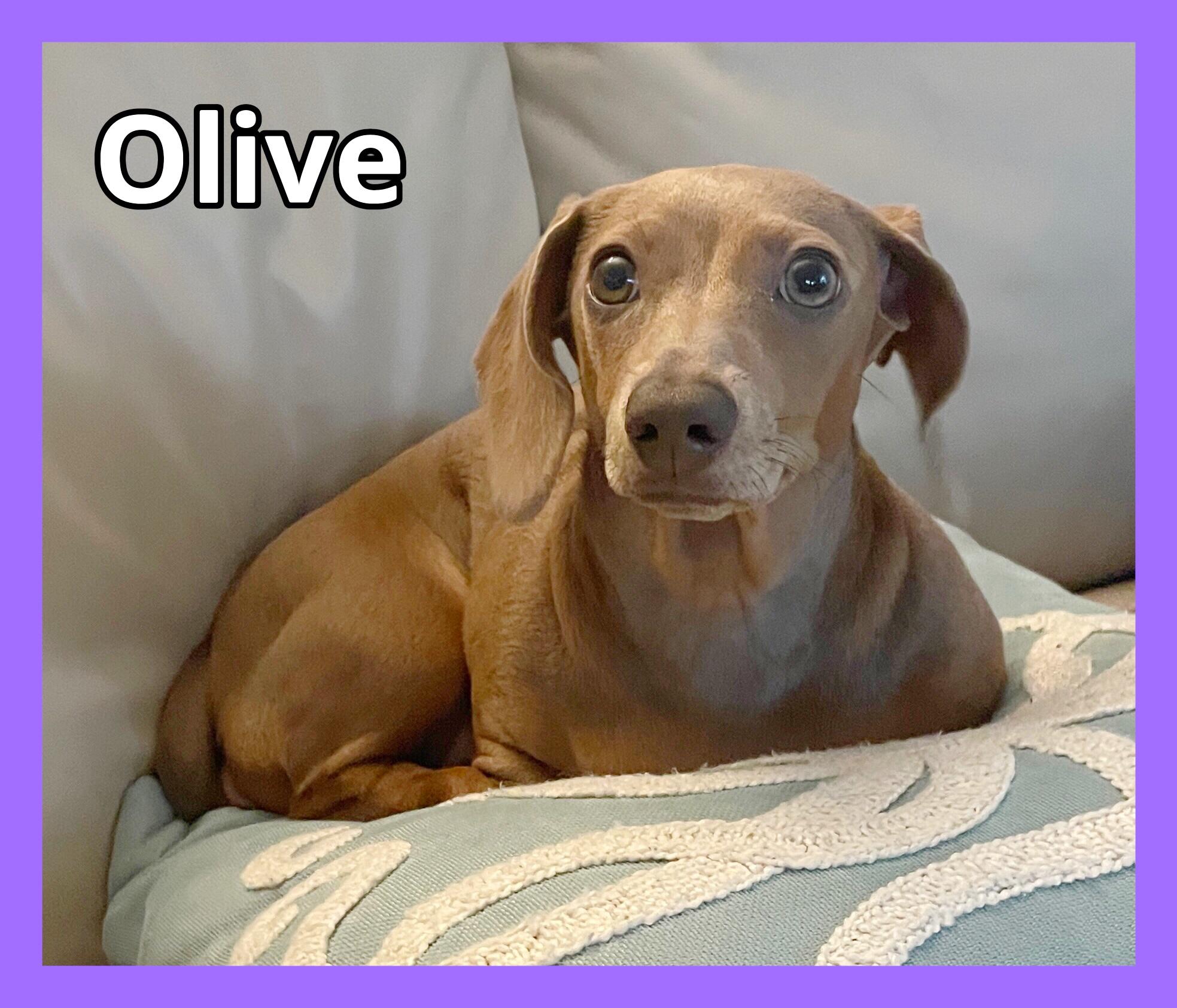 Olive, ADOPTABLE, Puppy Female Dachshund.
