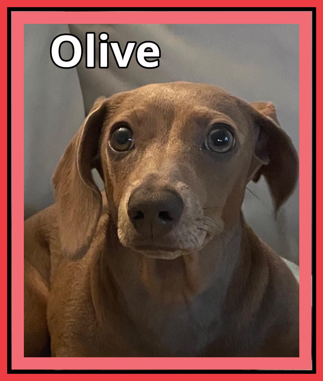 Enlarge Olive, a ADOPTABLE Dachshund in Green Cove Springs, FL image 4/6