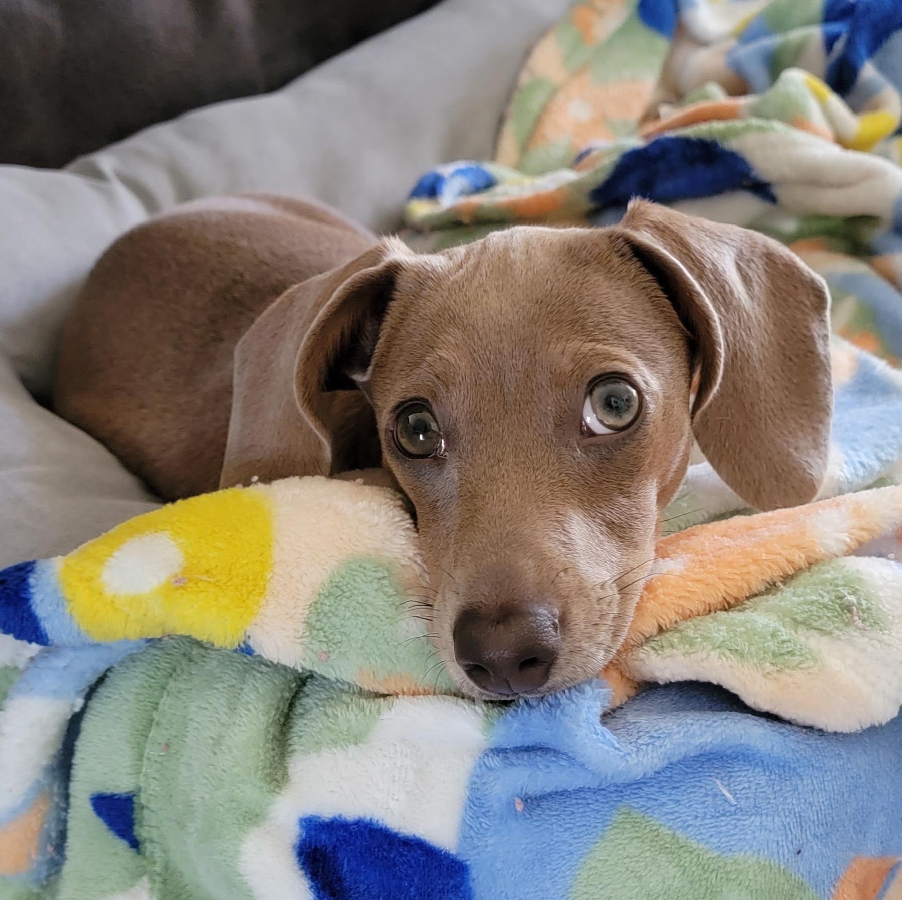 Enlarge Olive, a ADOPTABLE Dachshund in Green Cove Springs, FL image 6/6