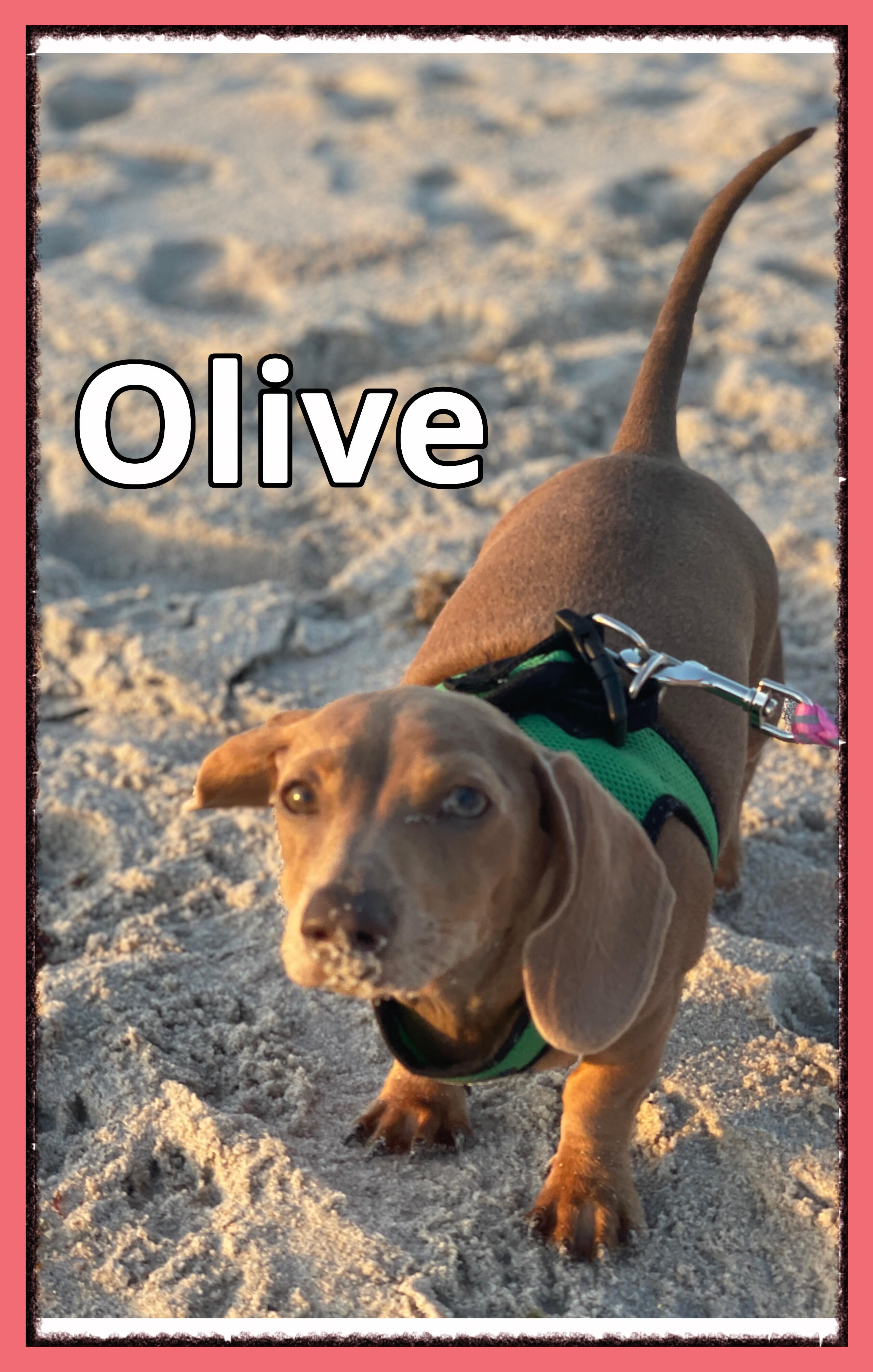 Enlarge Olive, a ADOPTABLE Dachshund in Green Cove Springs, FL image 3/6