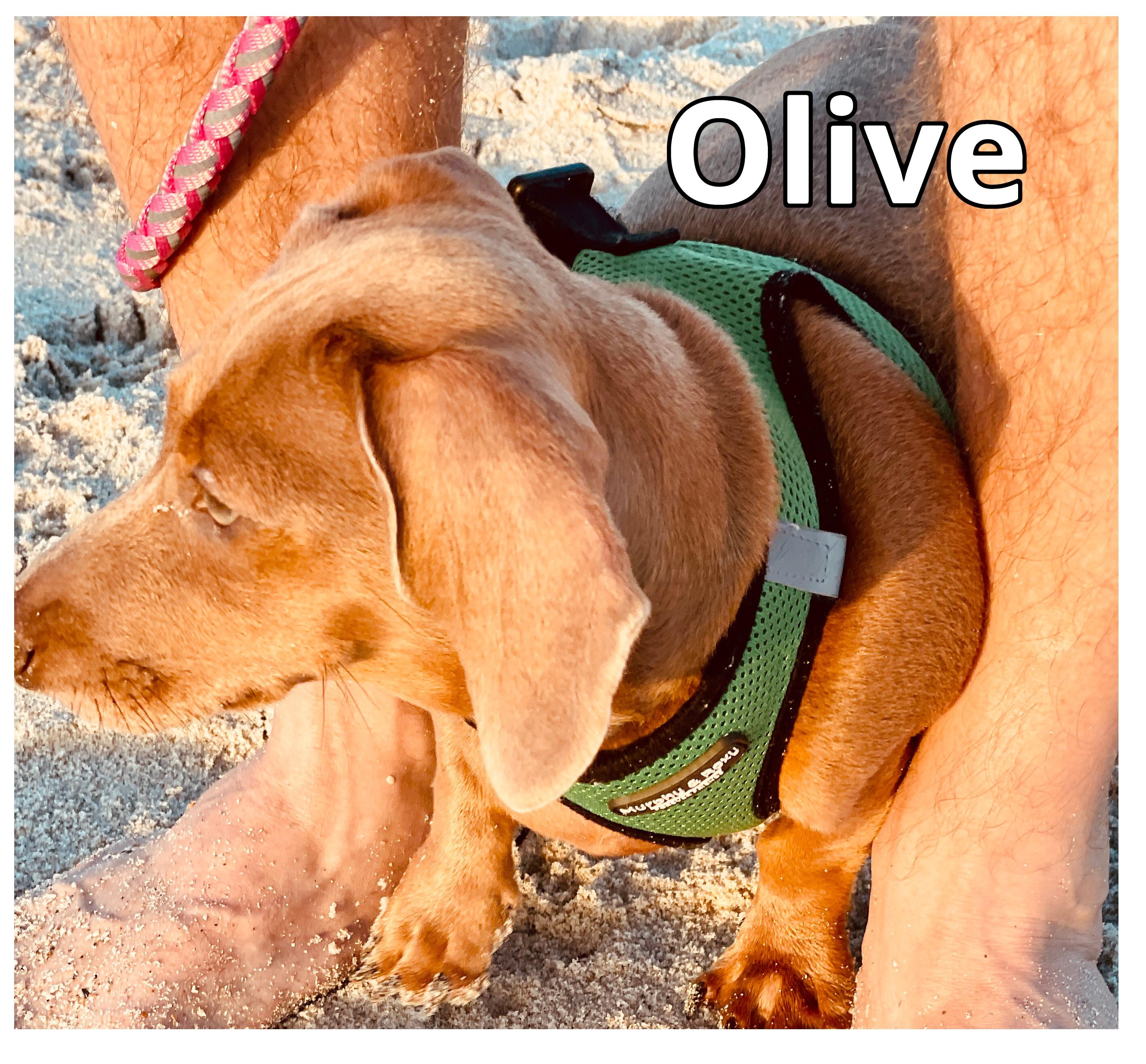 Enlarge Olive, a ADOPTABLE Dachshund in Green Cove Springs, FL image 2/6