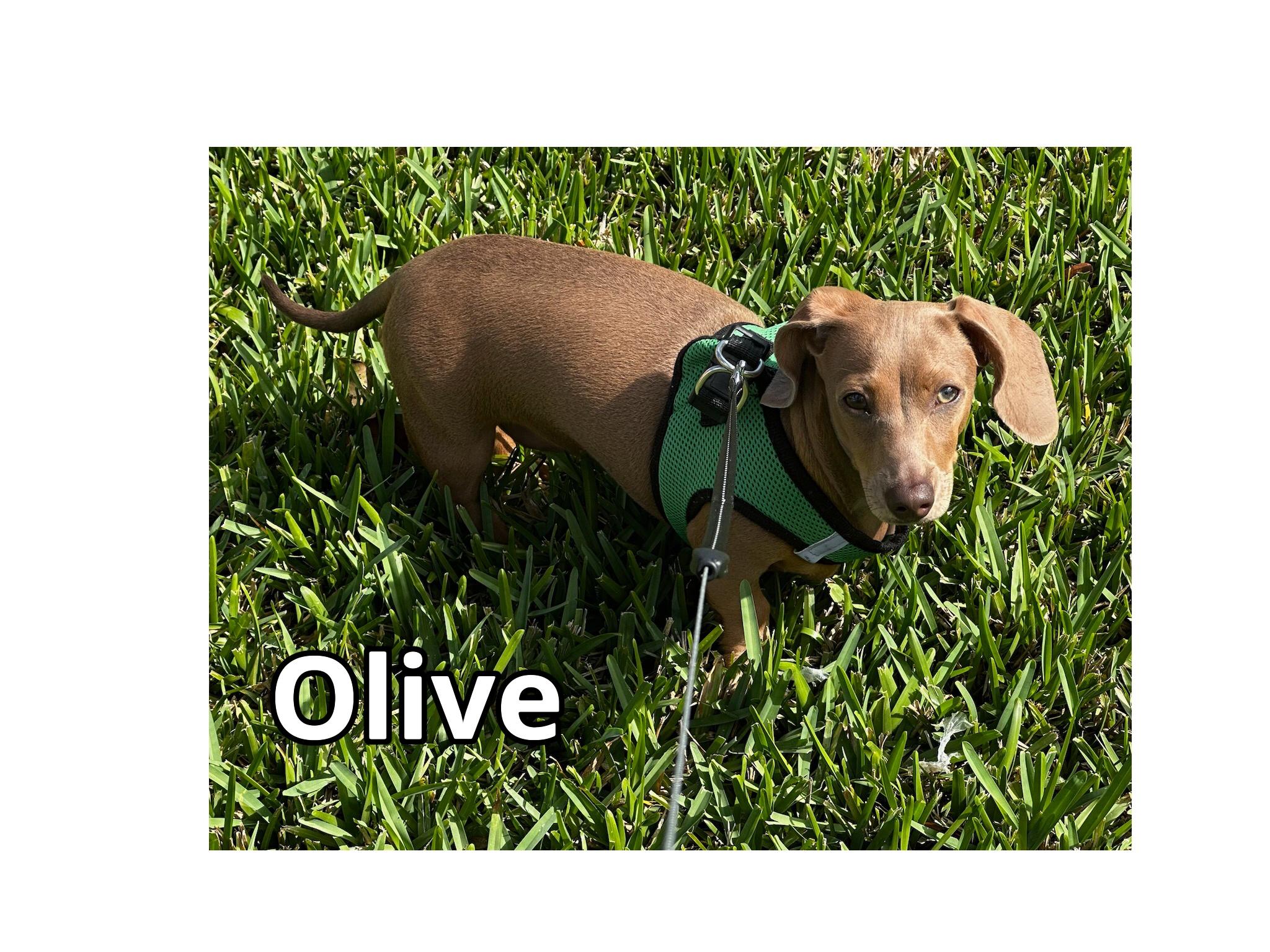 Enlarge Olive, a ADOPTABLE Dachshund in Green Cove Springs, FL image 5/6