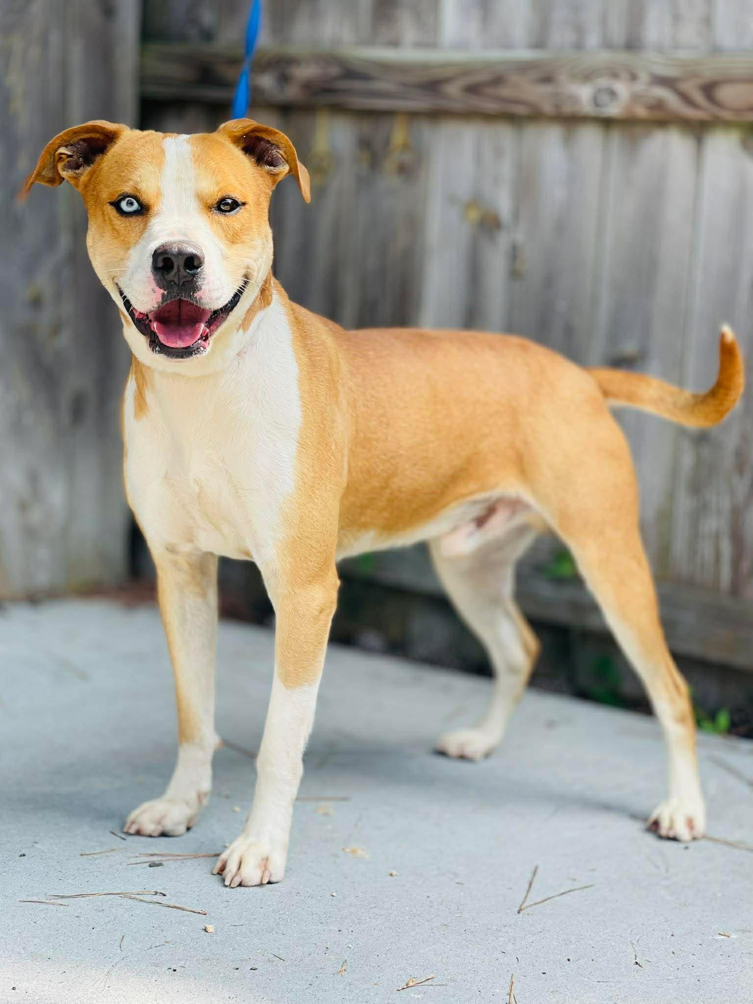 AC-4854 "Cam-Cam", ADOPTABLE, Adult Male Pit Bull Terrier.
