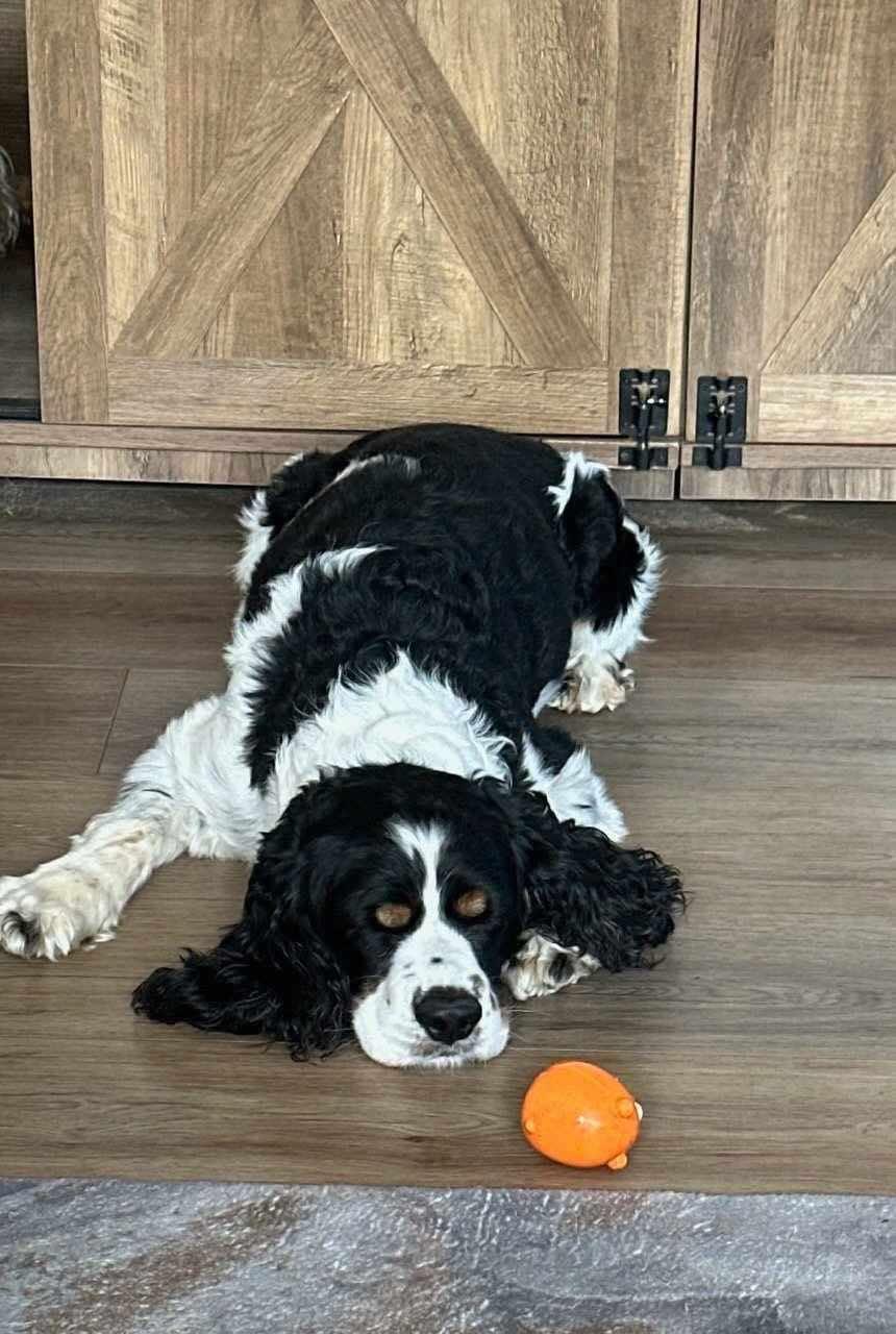 Bandit, a Adopted Cocker Spaniel in Lake City, FL image 1/5