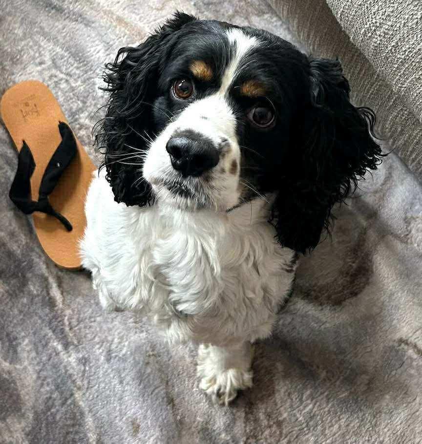 Bandit, a Adopted Cocker Spaniel in Lake City, FL image 2/5