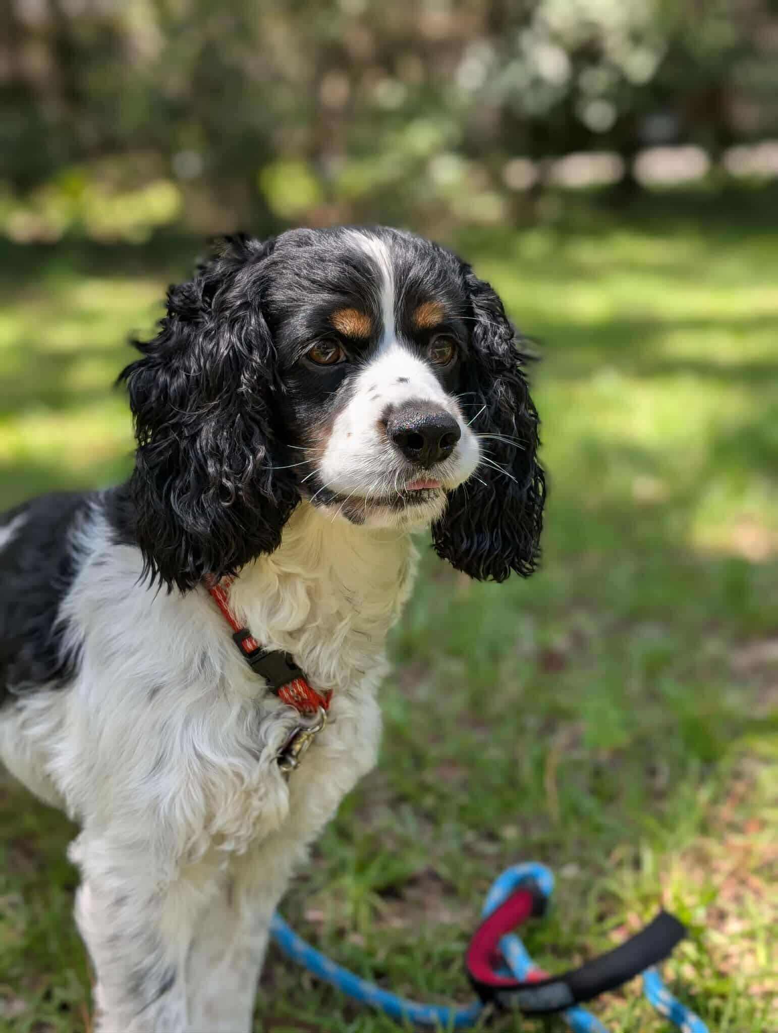 Bandit, a Adopted Cocker Spaniel in Lake City, FL image 3/5