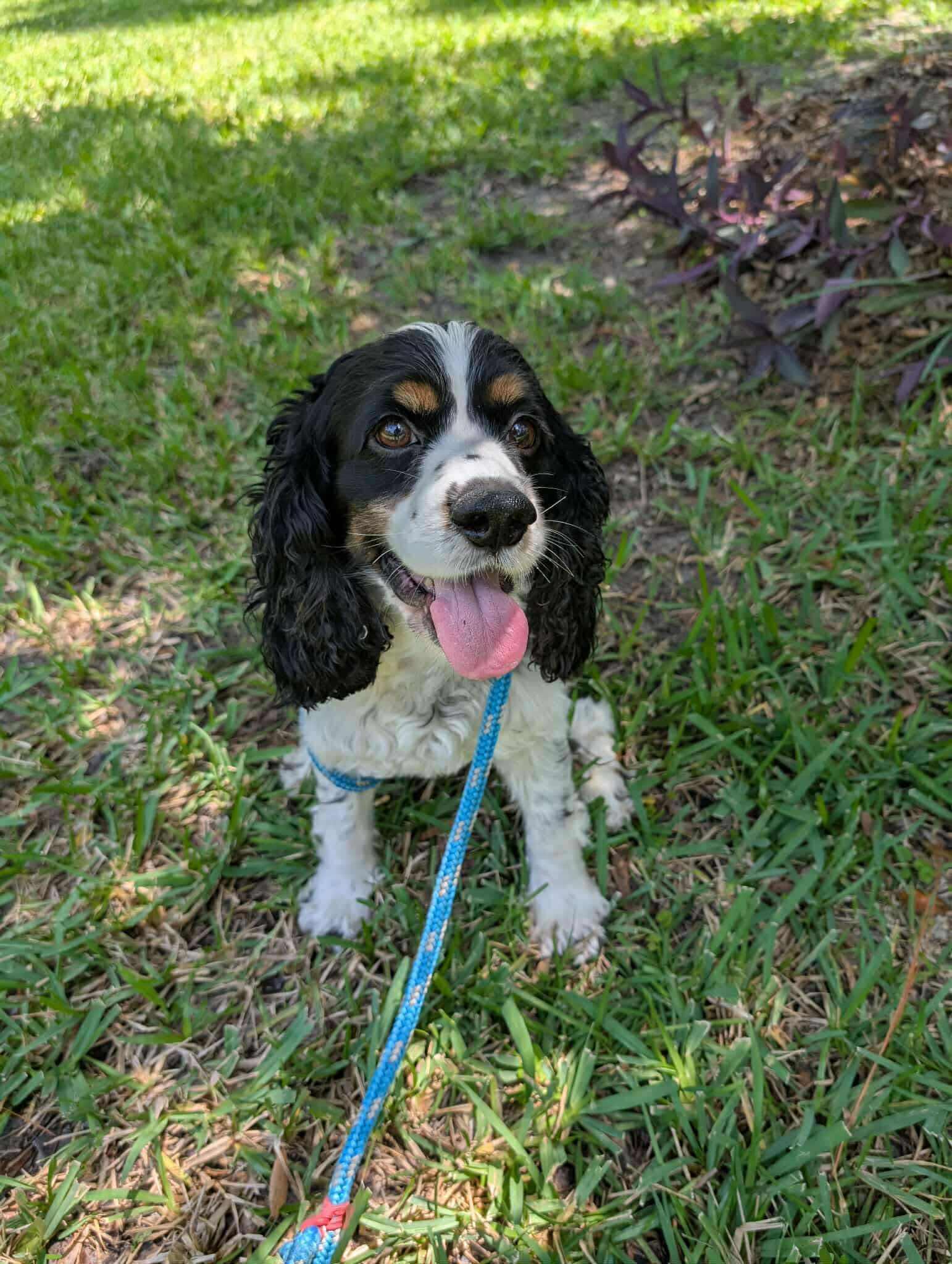 Bandit, a Adopted Cocker Spaniel in Lake City, FL image 4/5