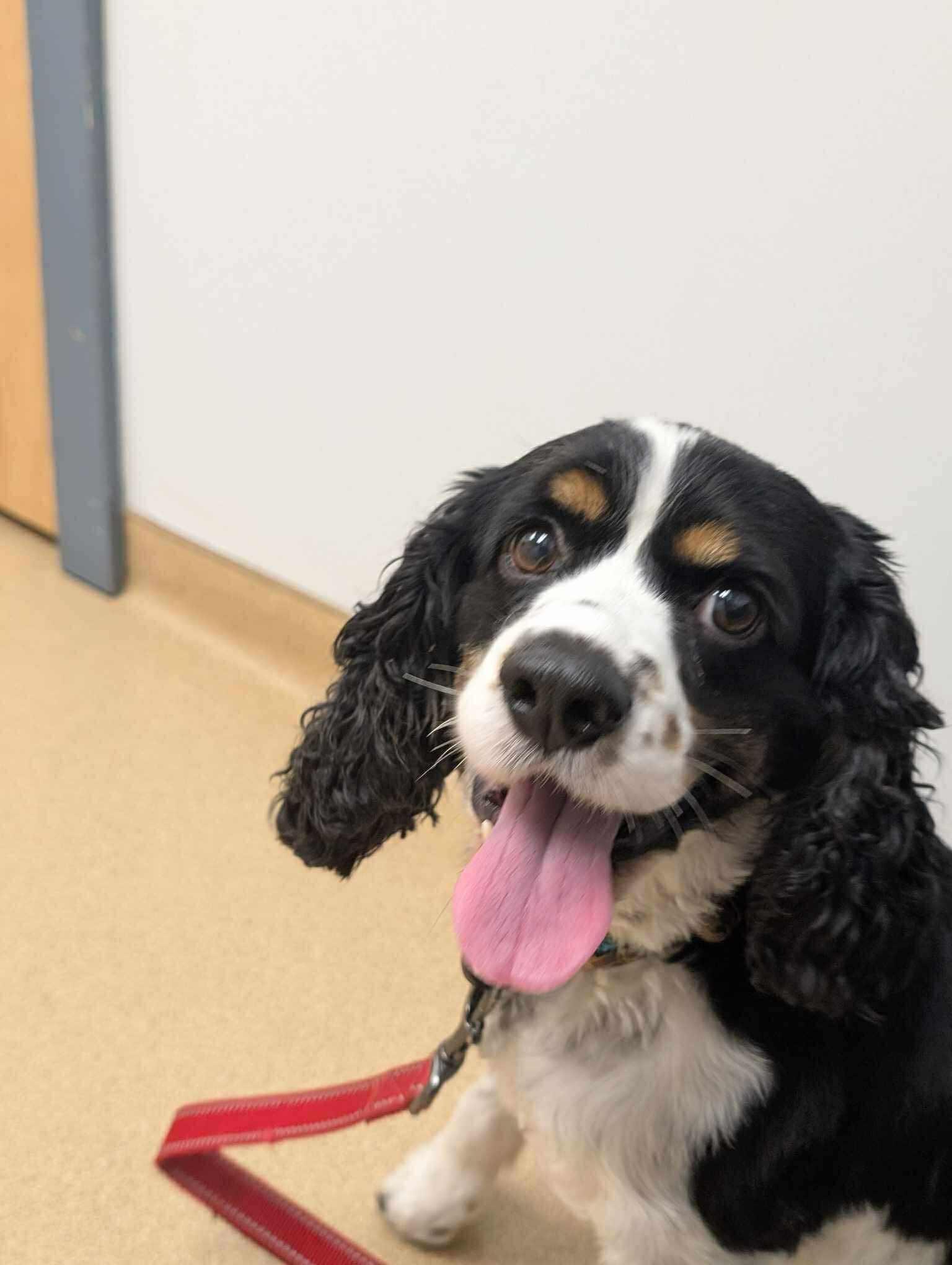 Bandit, a Adopted Cocker Spaniel in Lake City, FL image 5/5