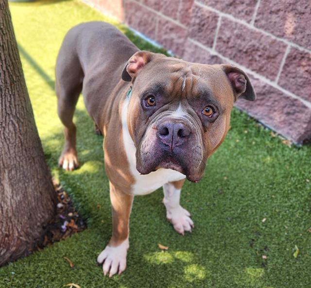 RINGO, Adoptable, Adult Male American Bulldog & Mixed Breed.