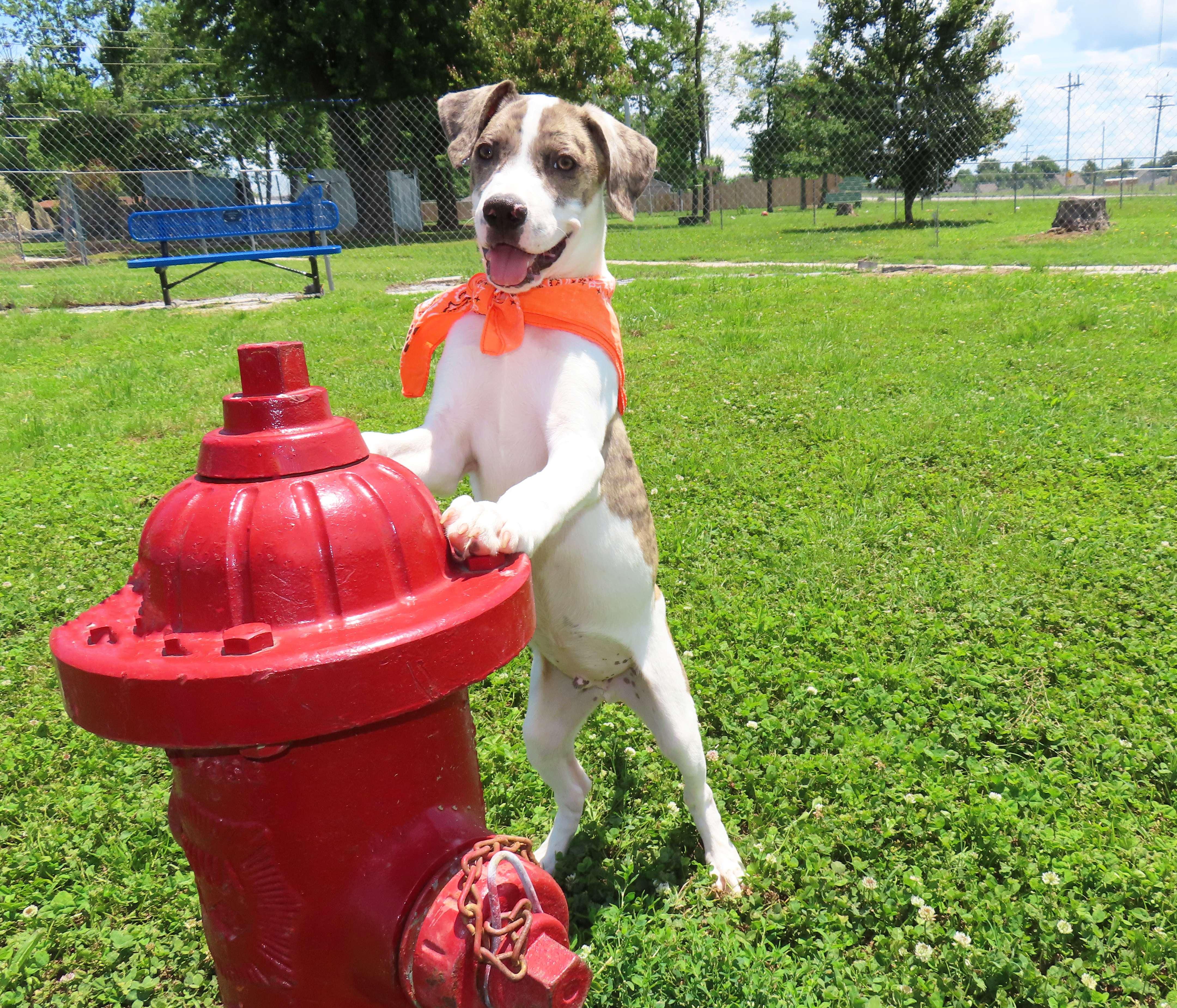 Enlarge Donny 26C-114, an adopted mixed breed in Rogers, AR image 3/5
