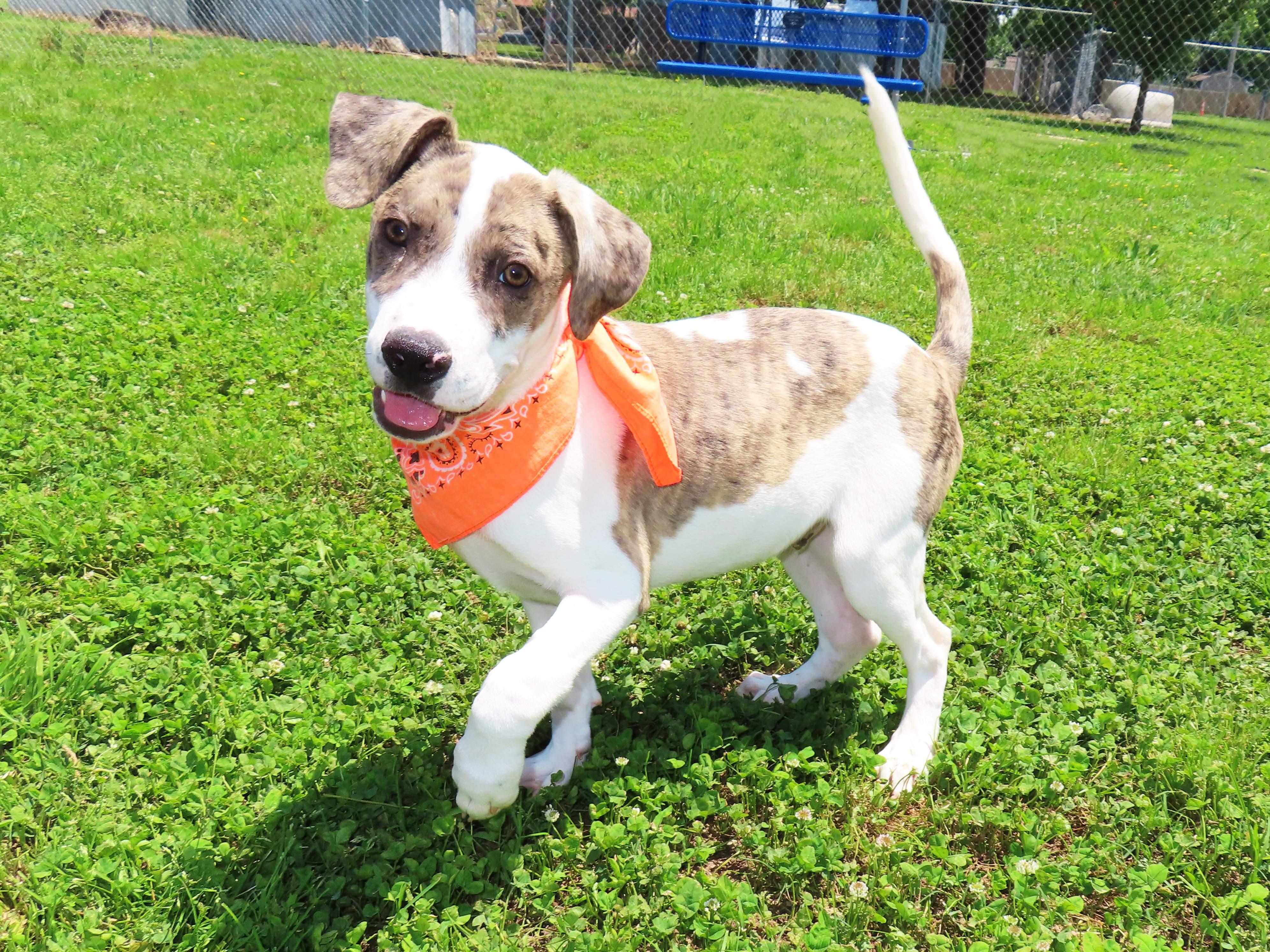 Enlarge Donny 26C-114, an adopted mixed breed in Rogers, AR image 4/5