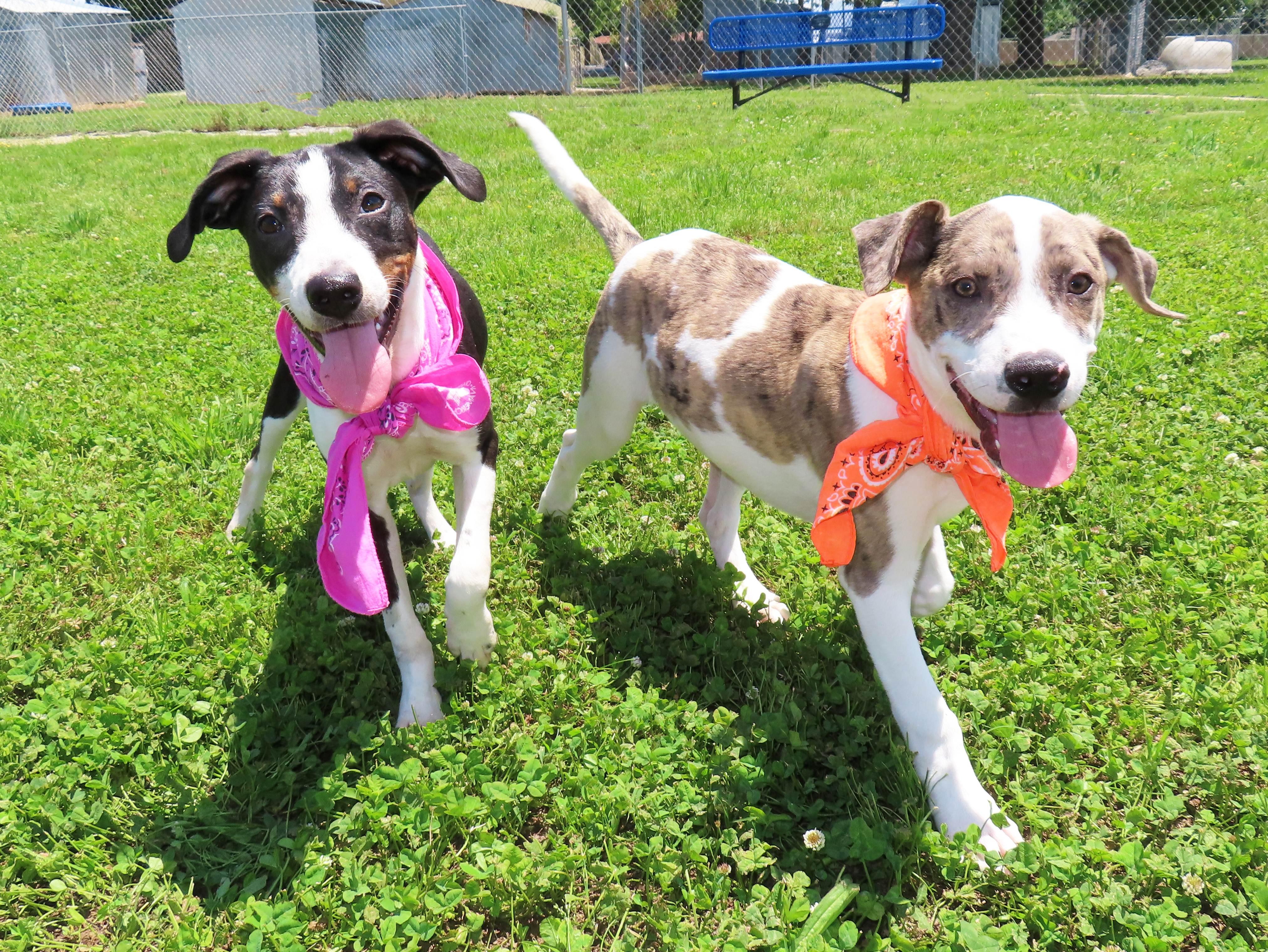 Enlarge Donny 26C-114, an adopted mixed breed in Rogers, AR image 5/5