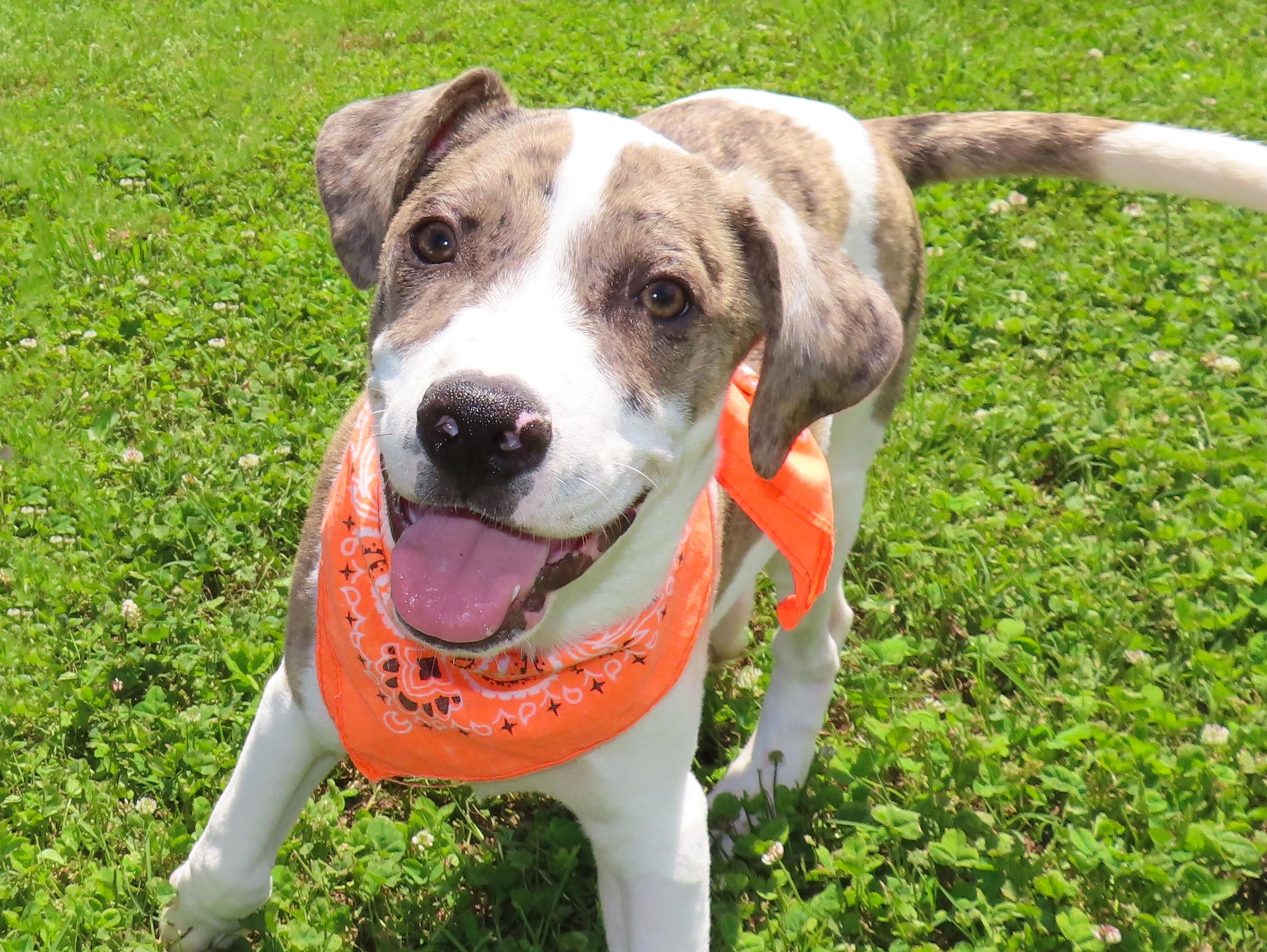 Enlarge Donny 26C-114, an adopted mixed breed in Rogers, AR image 1/5