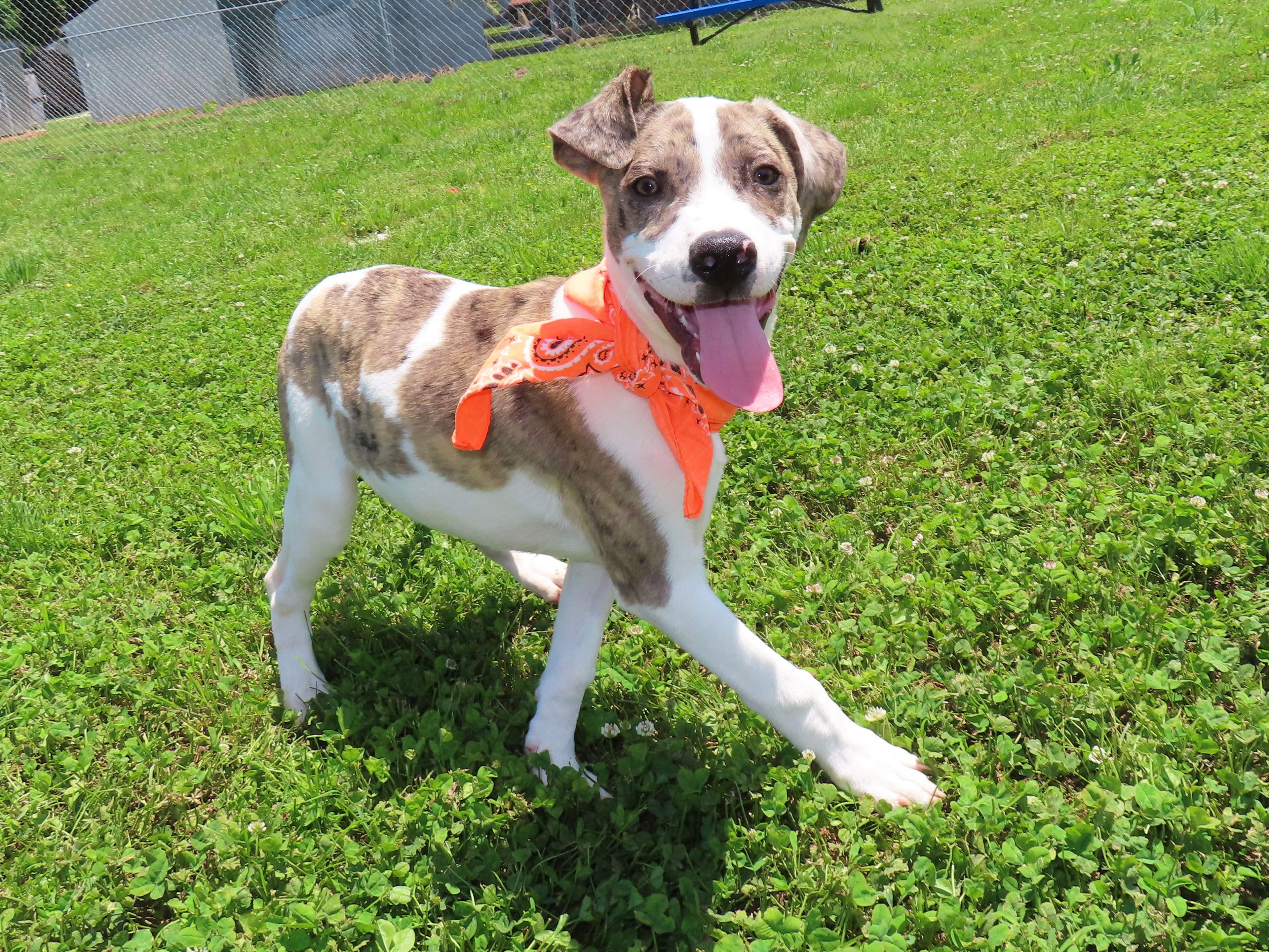 Enlarge Donny 26C-114, an adopted mixed breed in Rogers, AR image 2/5