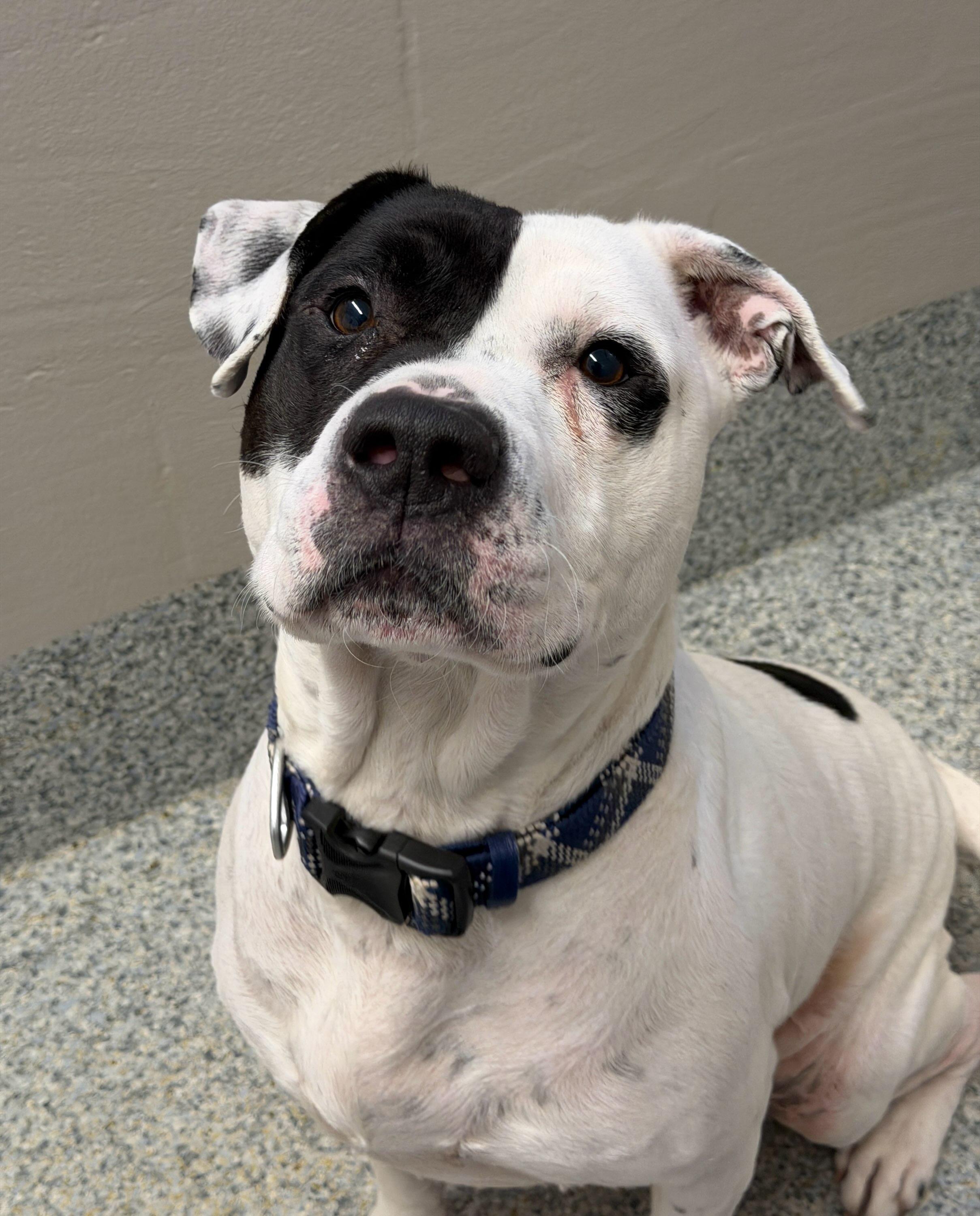 Buddy (ID 40056/585), an adoptable American Bully in Manassas, VA image 1/4