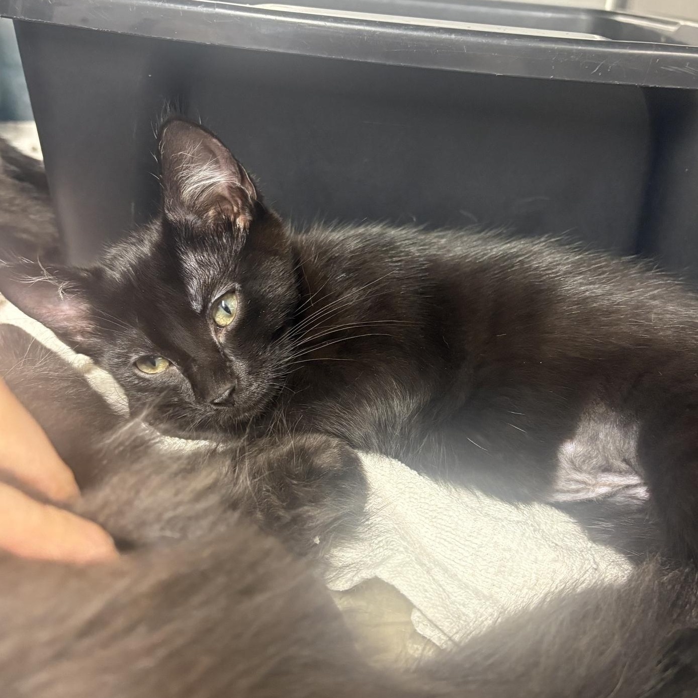 Little Debbie, adopted, Kitten Female Domestic Short Hair.