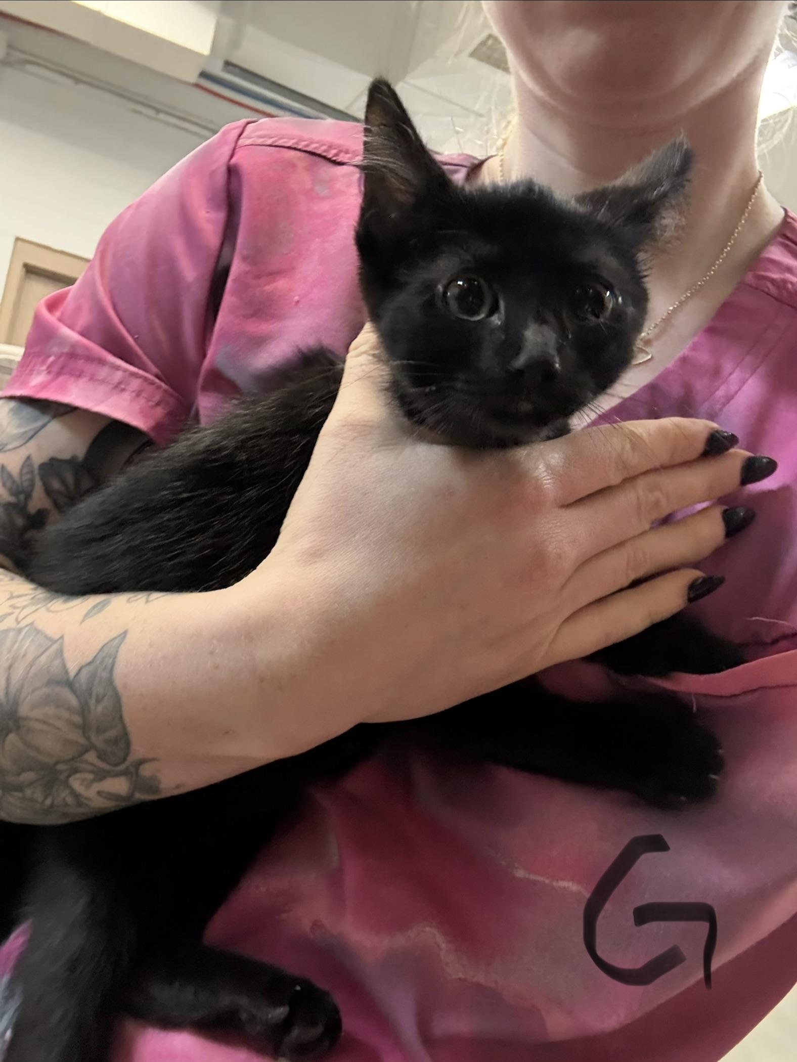 Enlarge Little Debbie, an adopted Domestic Short Hair in Saint Charles, MO image 2/2