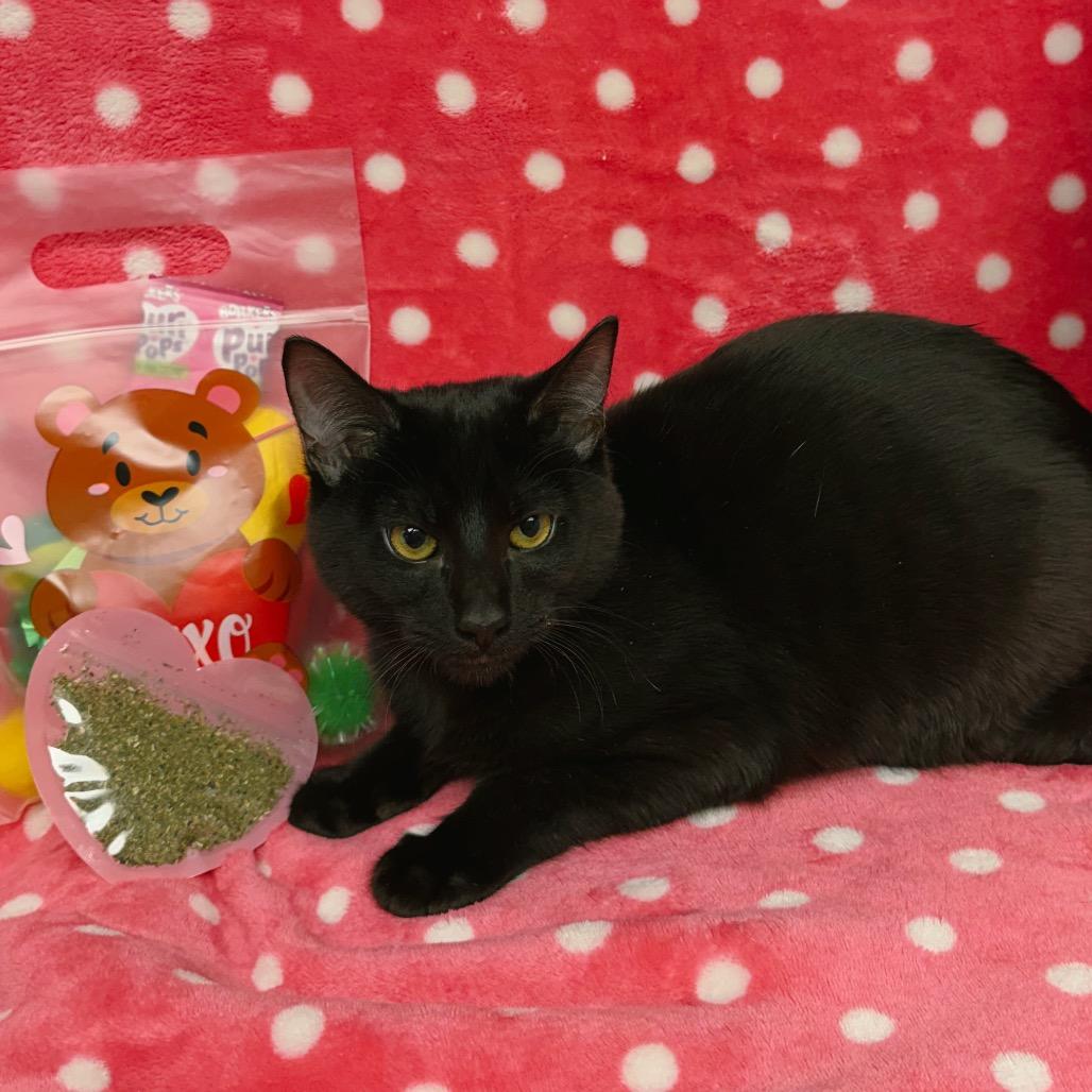 Michael, a Adoptable Domestic Short Hair in Corbin, KY image 2/4