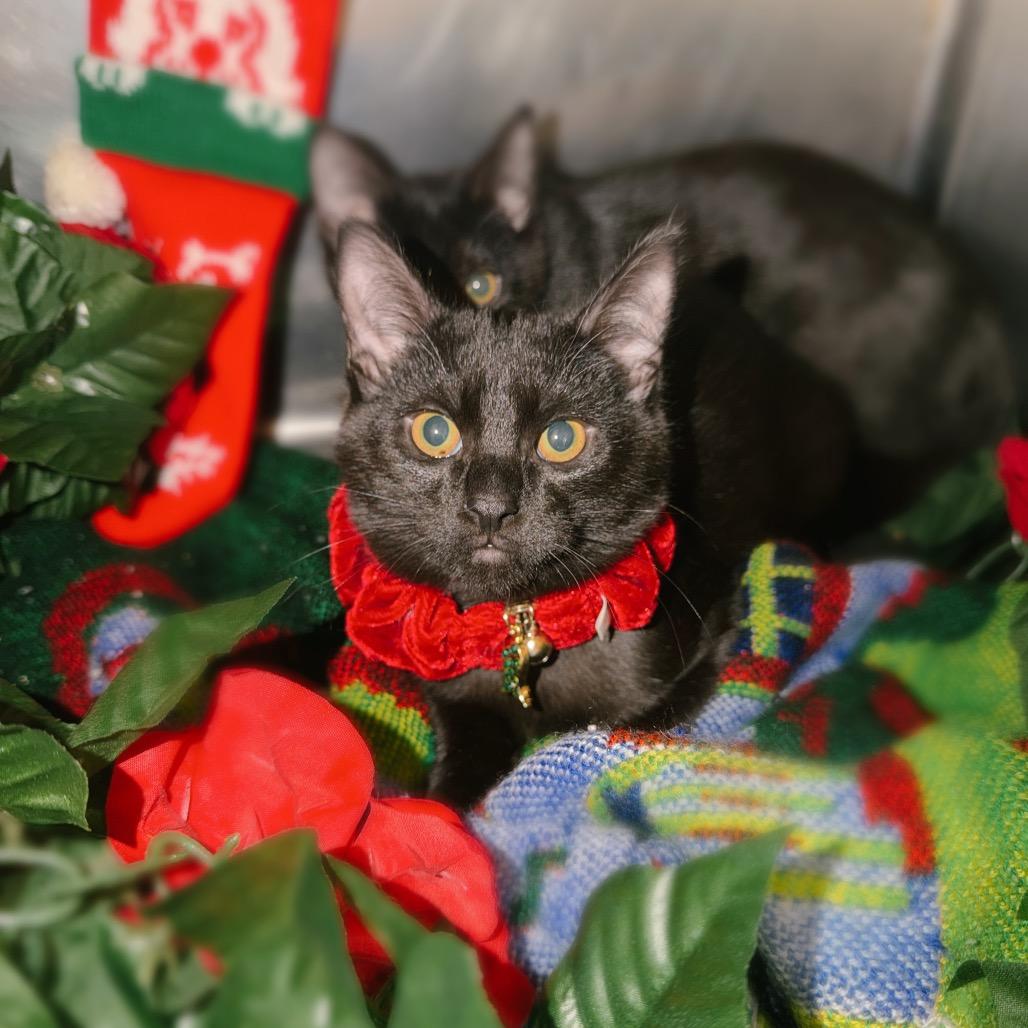 Michael, a Adoptable Domestic Short Hair in Corbin, KY image 3/4