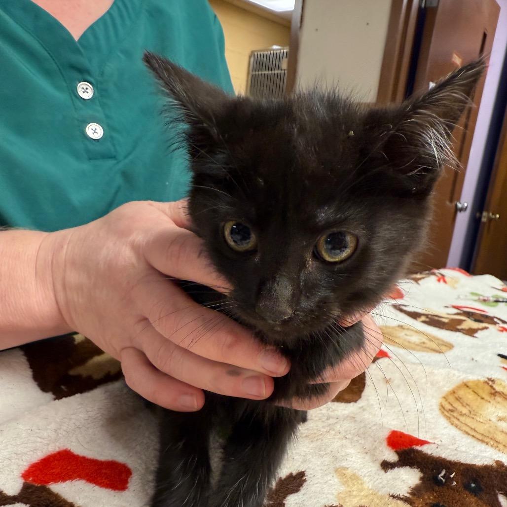 Michael, a Adoptable Domestic Short Hair in Corbin, KY image 4/4