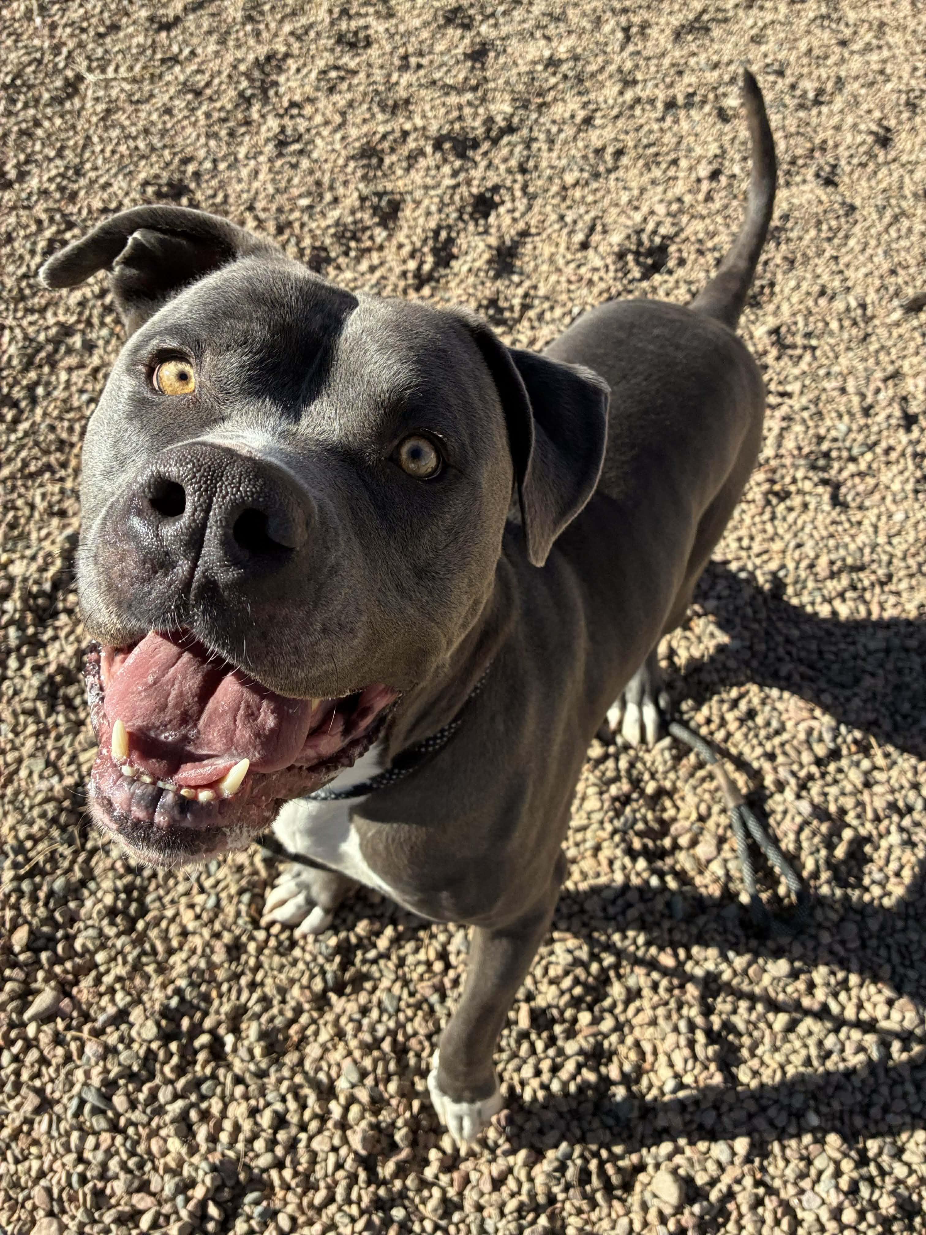 Dexter, ADOPTABLE, Adult Male American Bully.