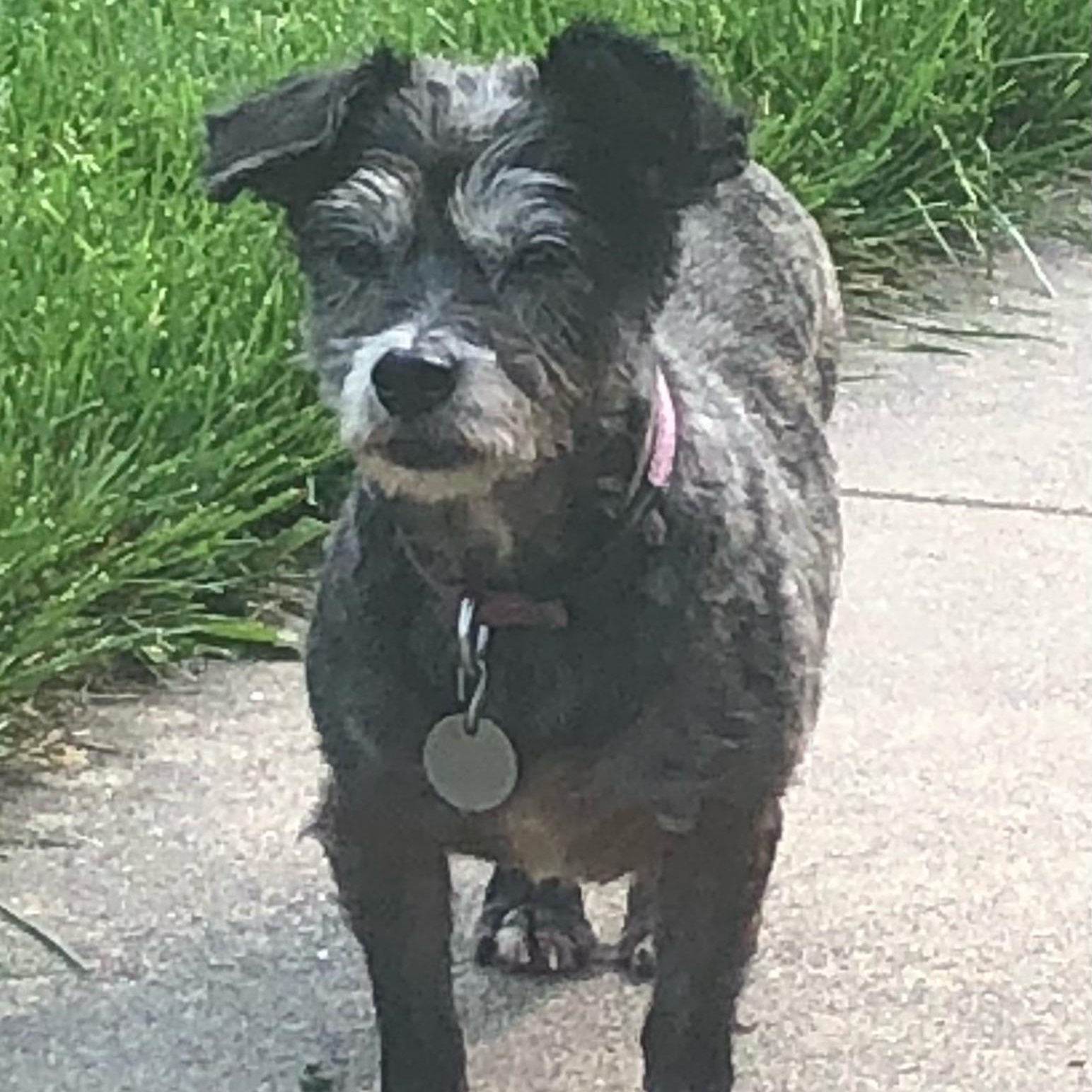 Gypsy and Joey, a Adoptable mixed breed in White Bear Lake, MN image 6/6