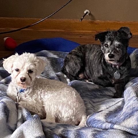 Gypsy and Joey, a Adoptable mixed breed in White Bear Lake, MN image 4/6